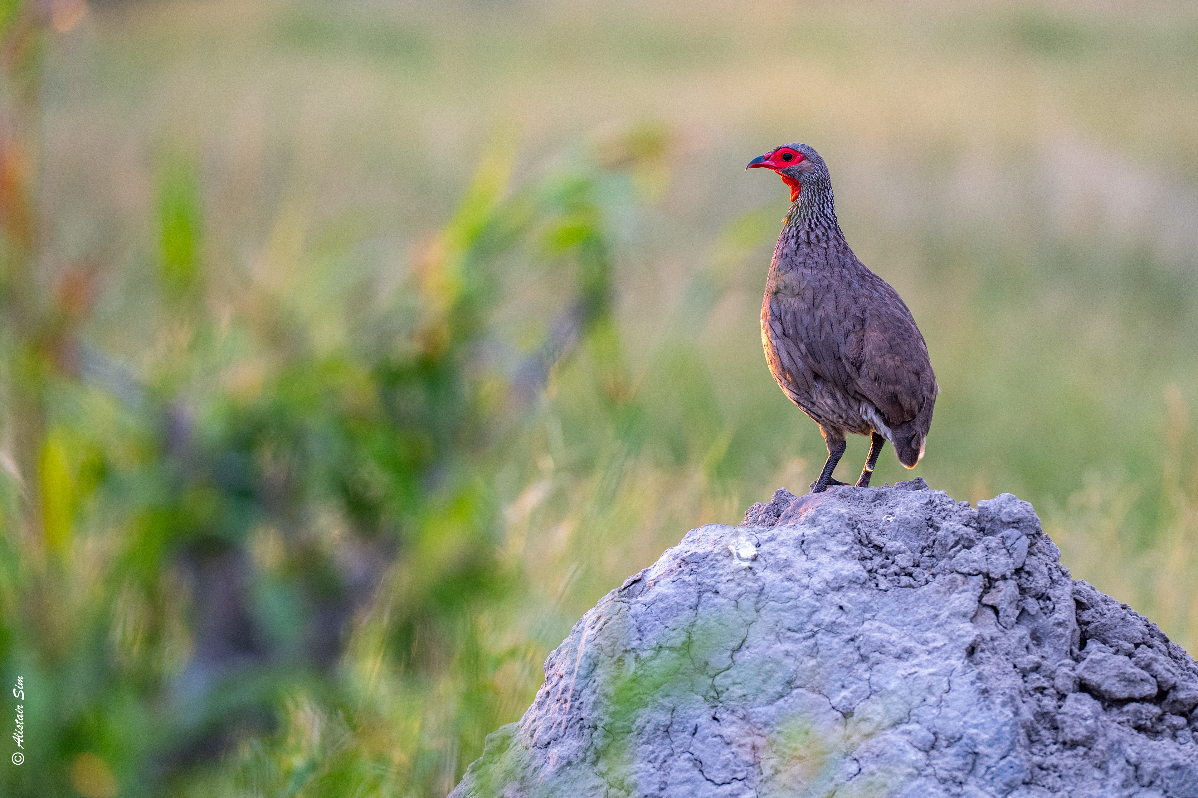 Swainson's spurfowl