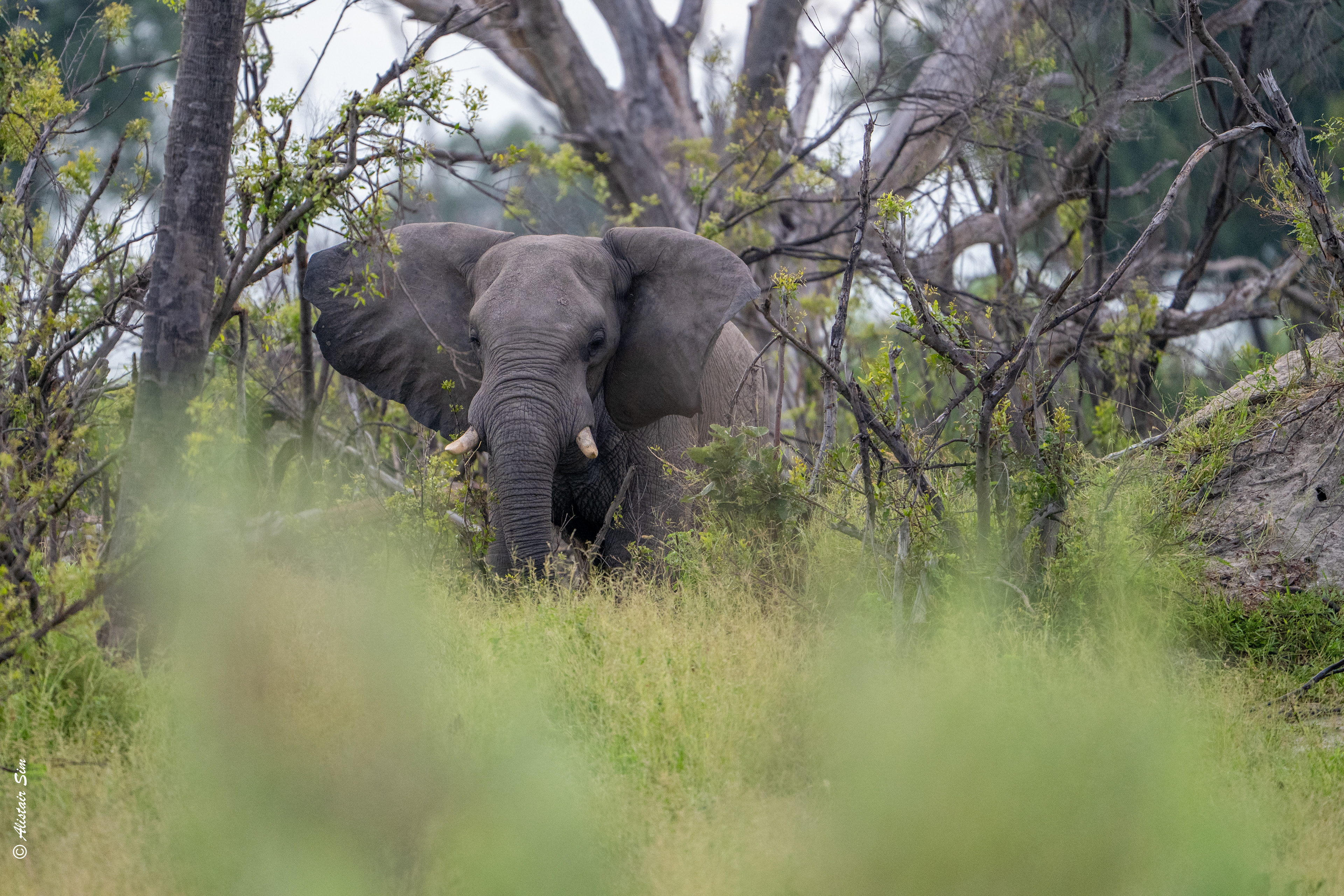 African elephant