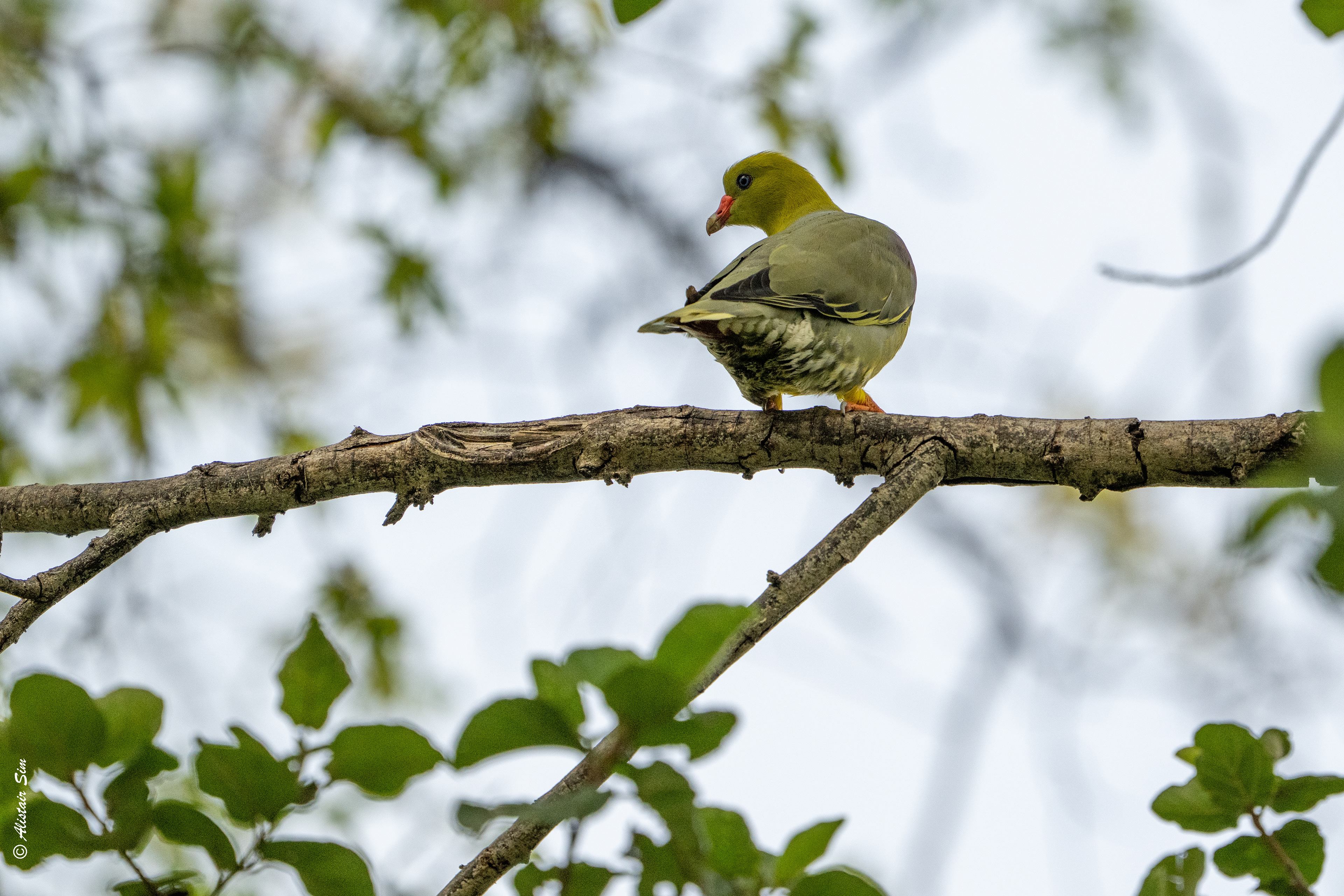 African green pigeon