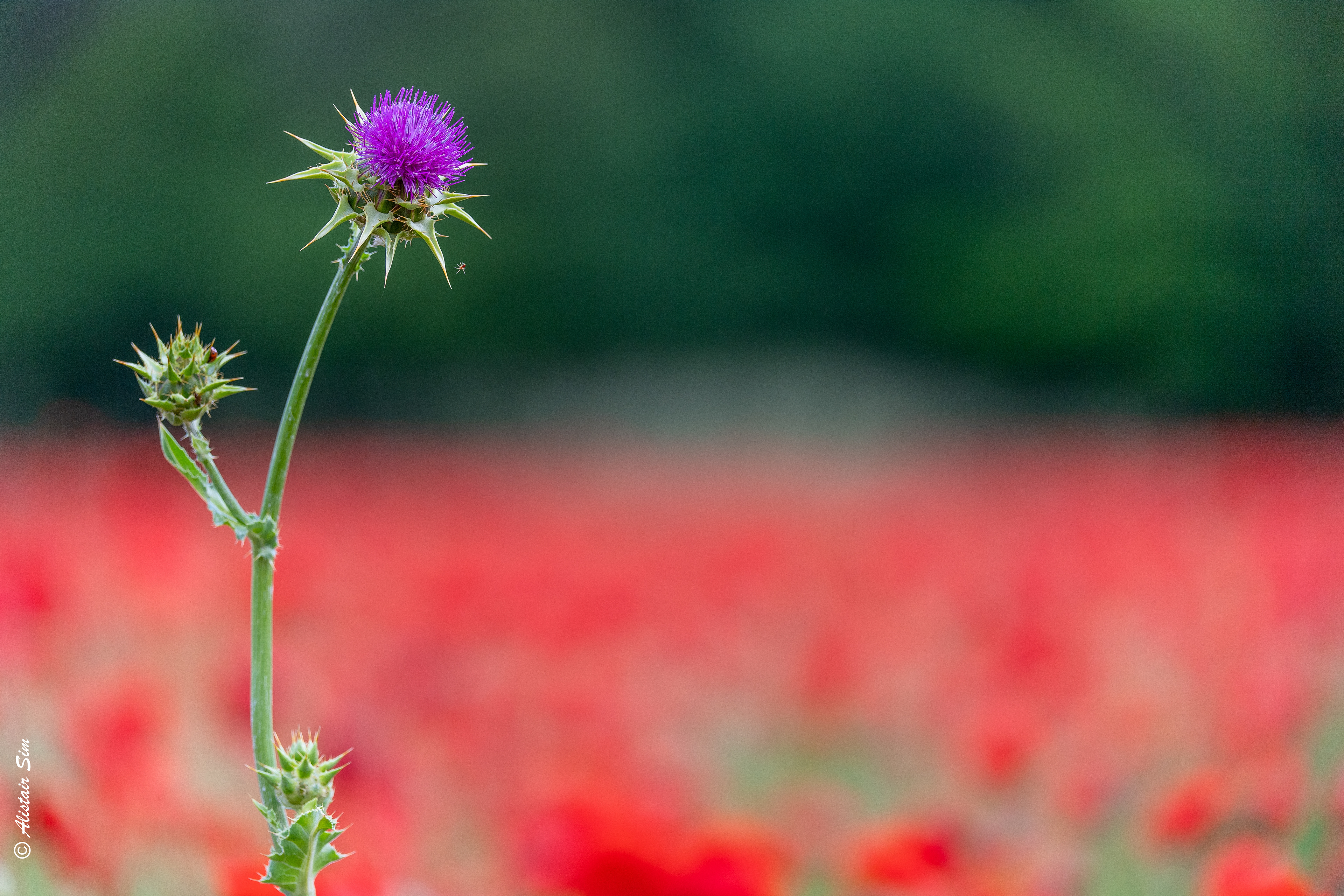 Itsy-bitsy Spider, Grenois