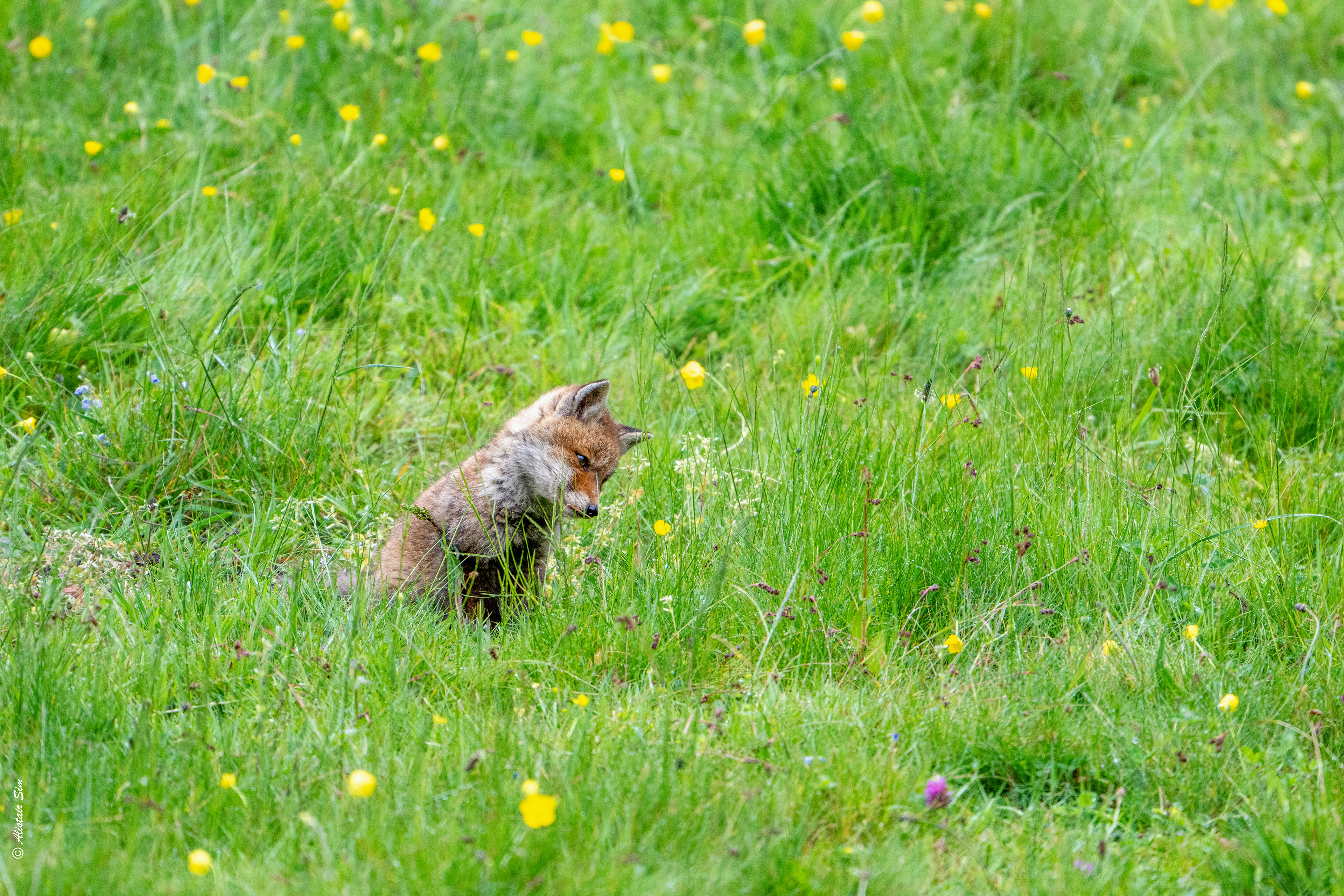 Red Fox / Renard roux
