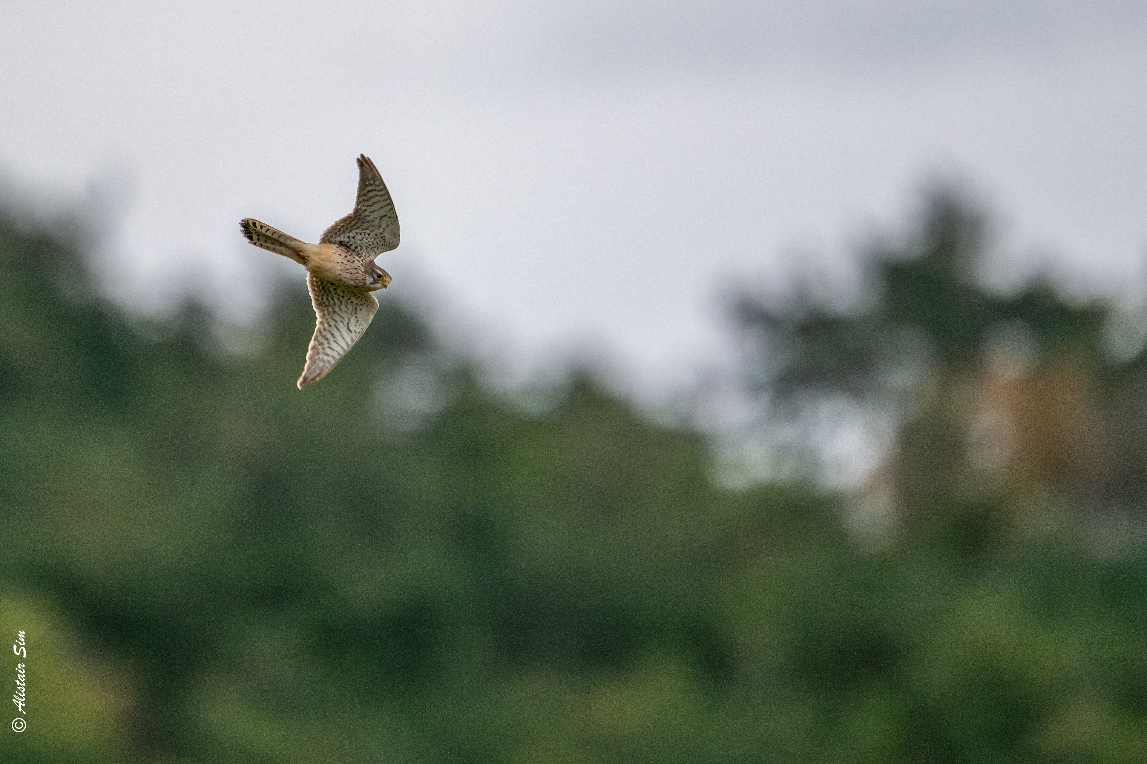 Common Kestrel, Grenois
