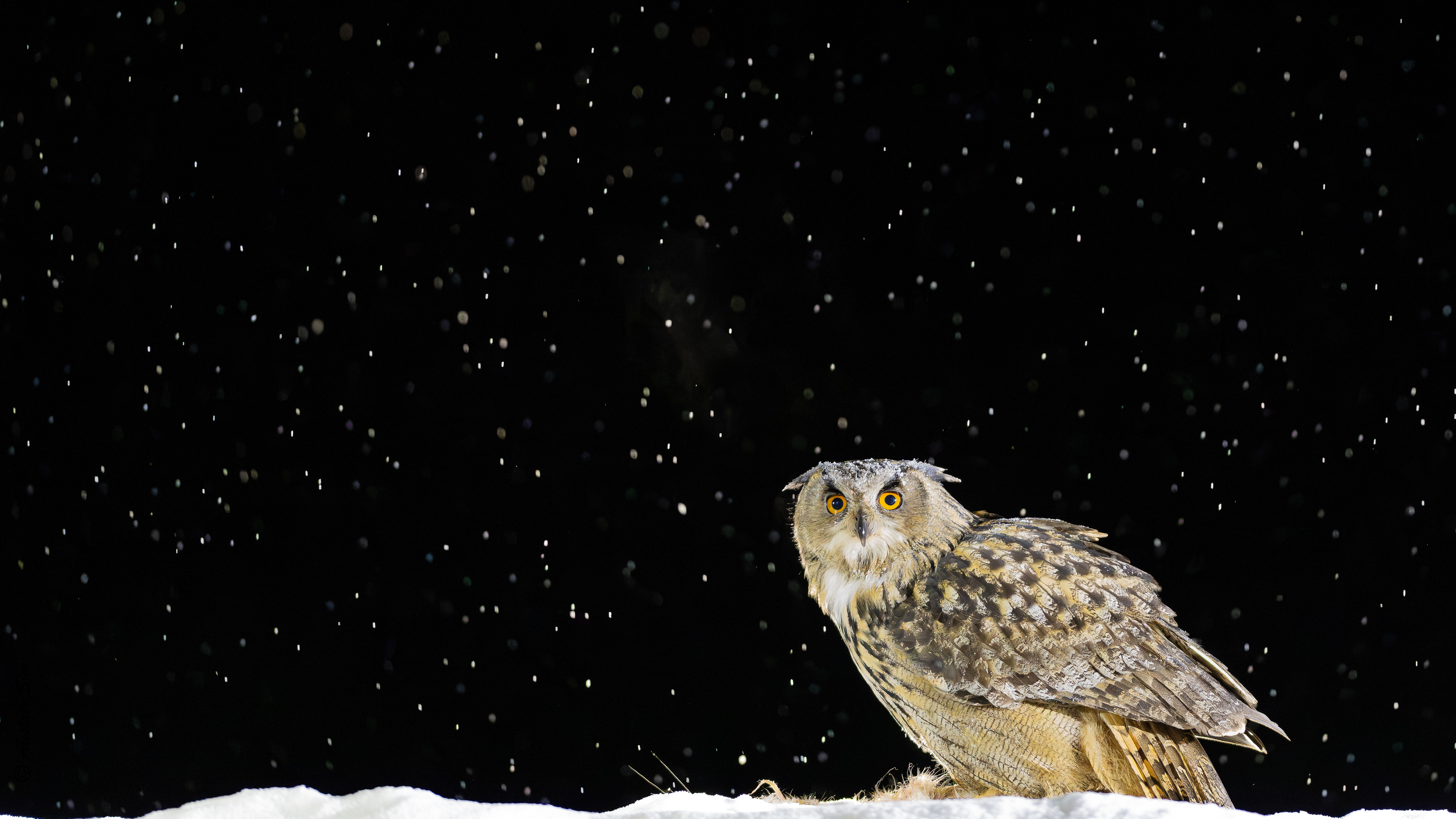 Eagle Owl, Liminka, Finland