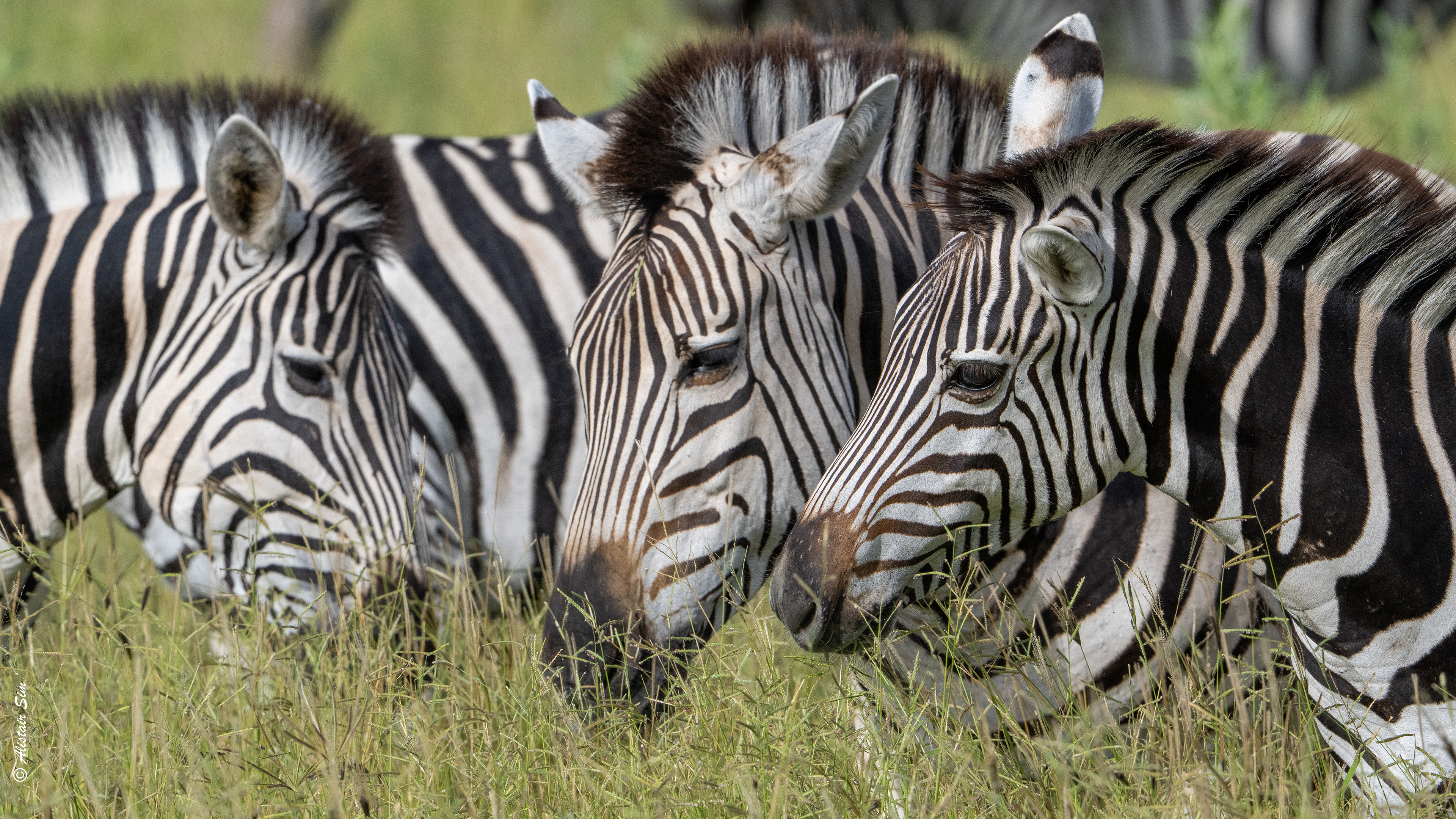 beginnings of a dazzle, Burchell's zebra