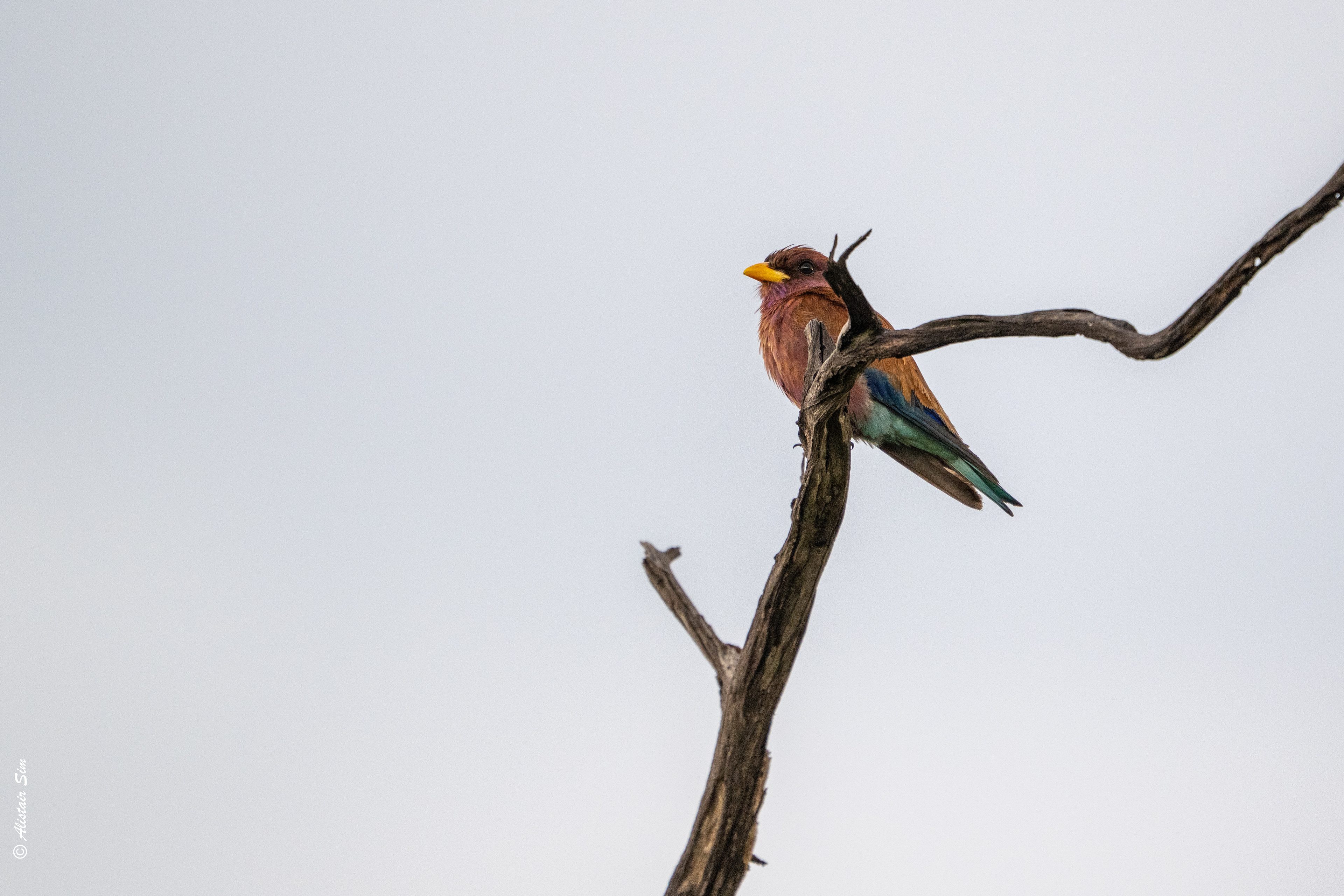 Broad-billed roller