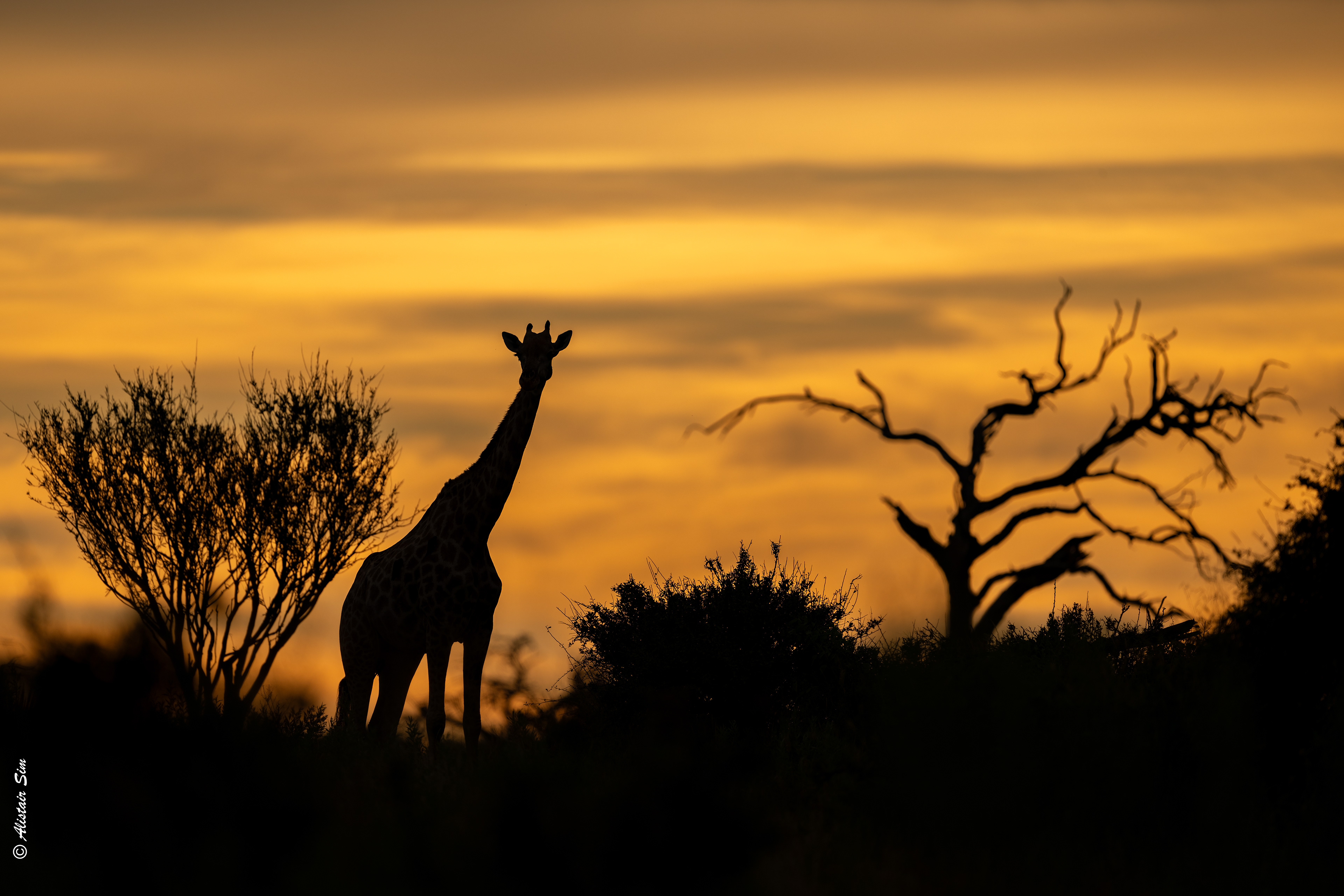 Southern giraffe sunset