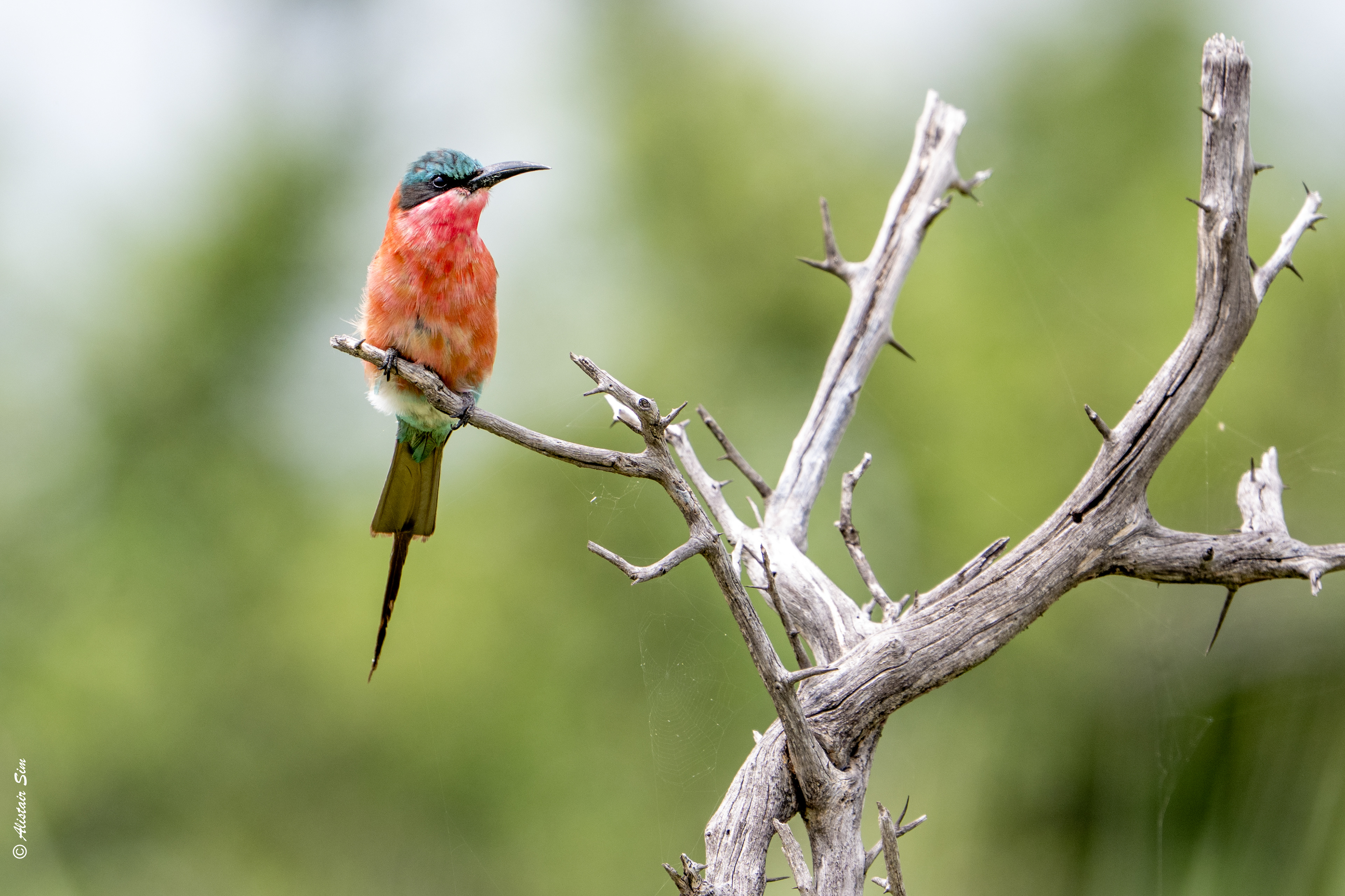 Southern carmine bee-eater