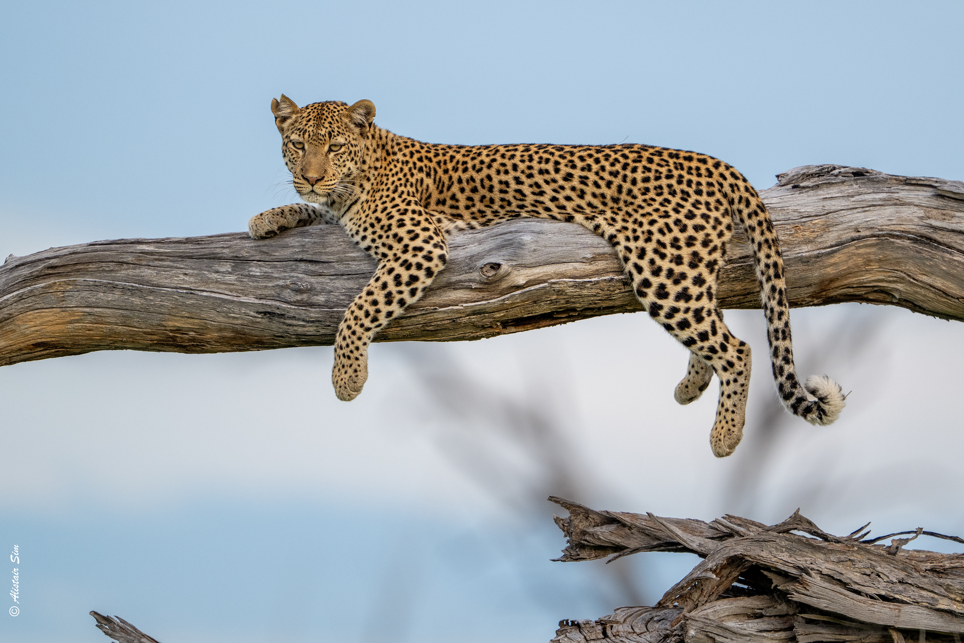 Leopard, postcard pose