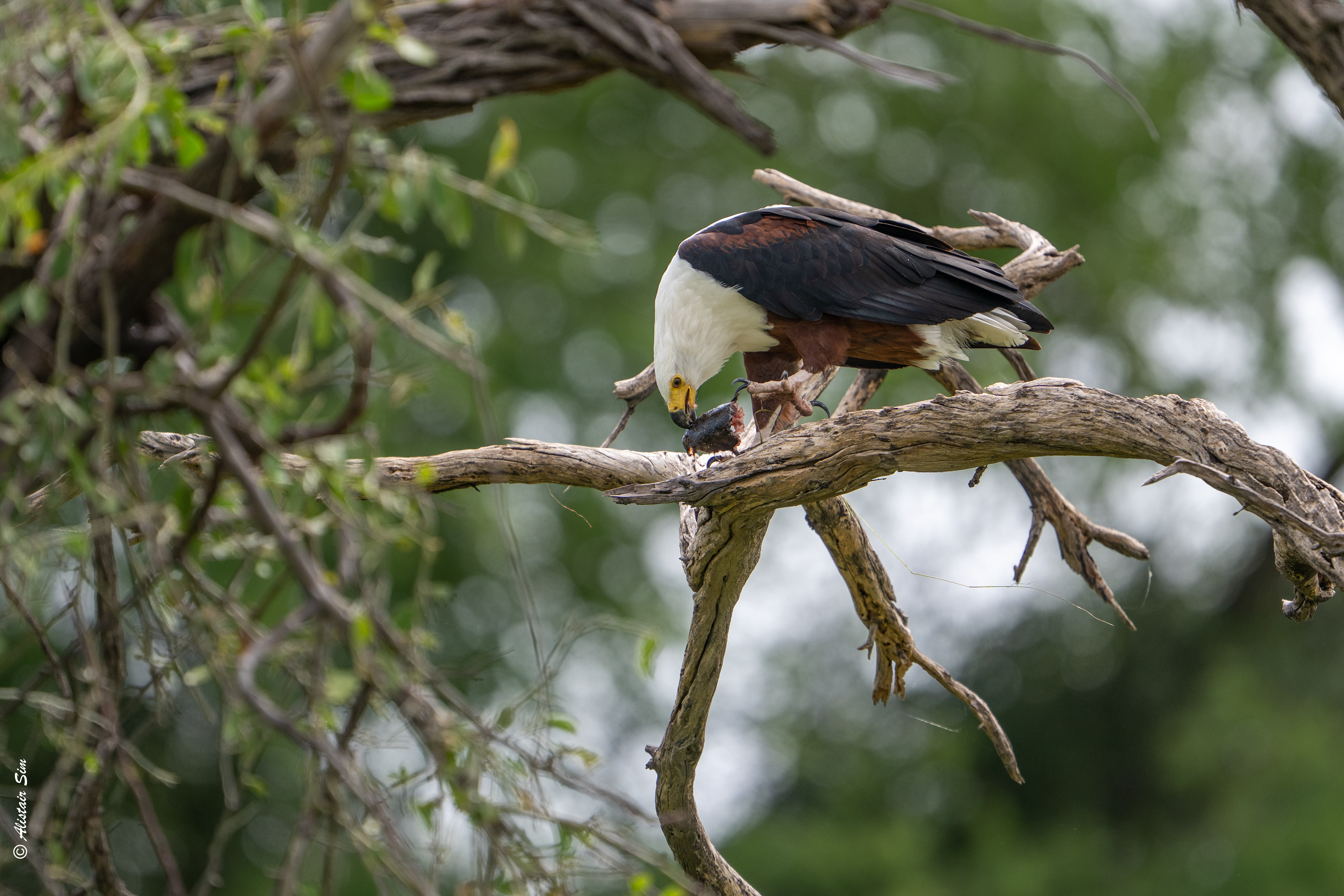 African fish eagle with lunch