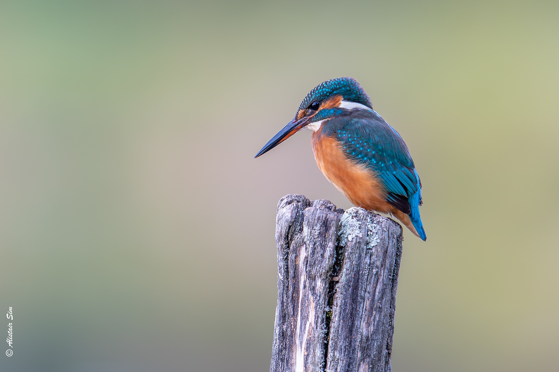  Common Kingfisher, Champallement