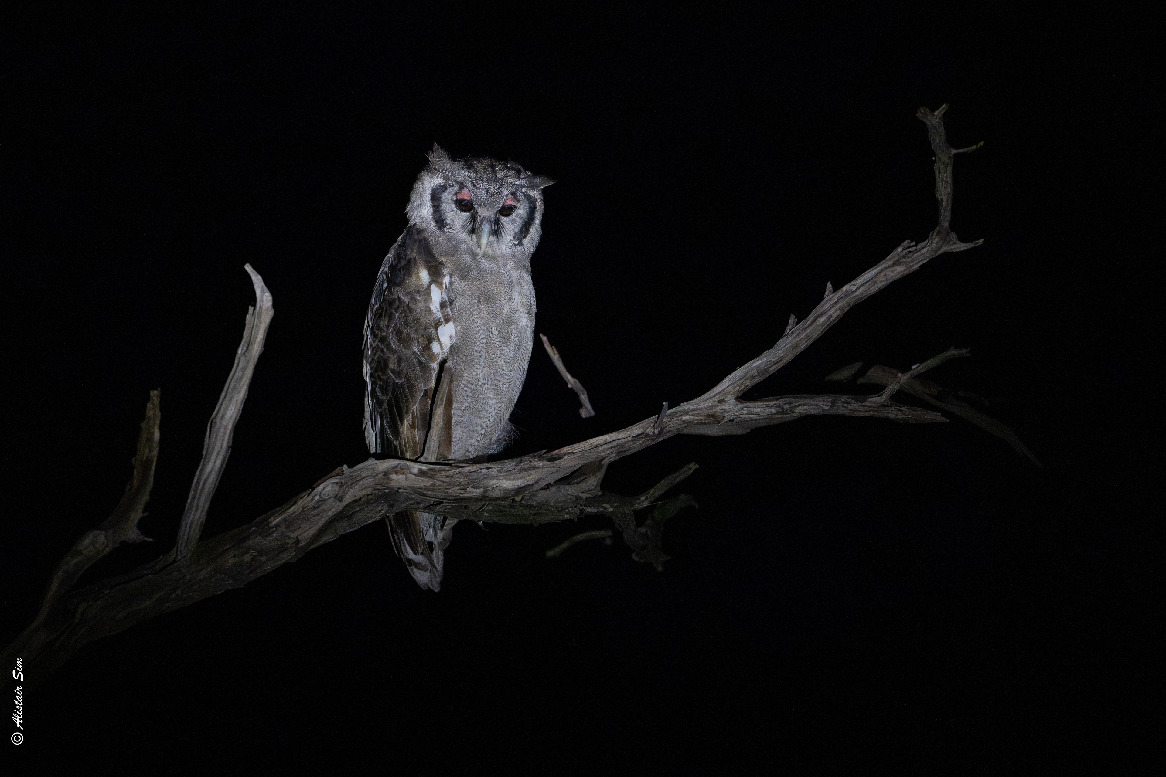 Verreaux's eagle owl