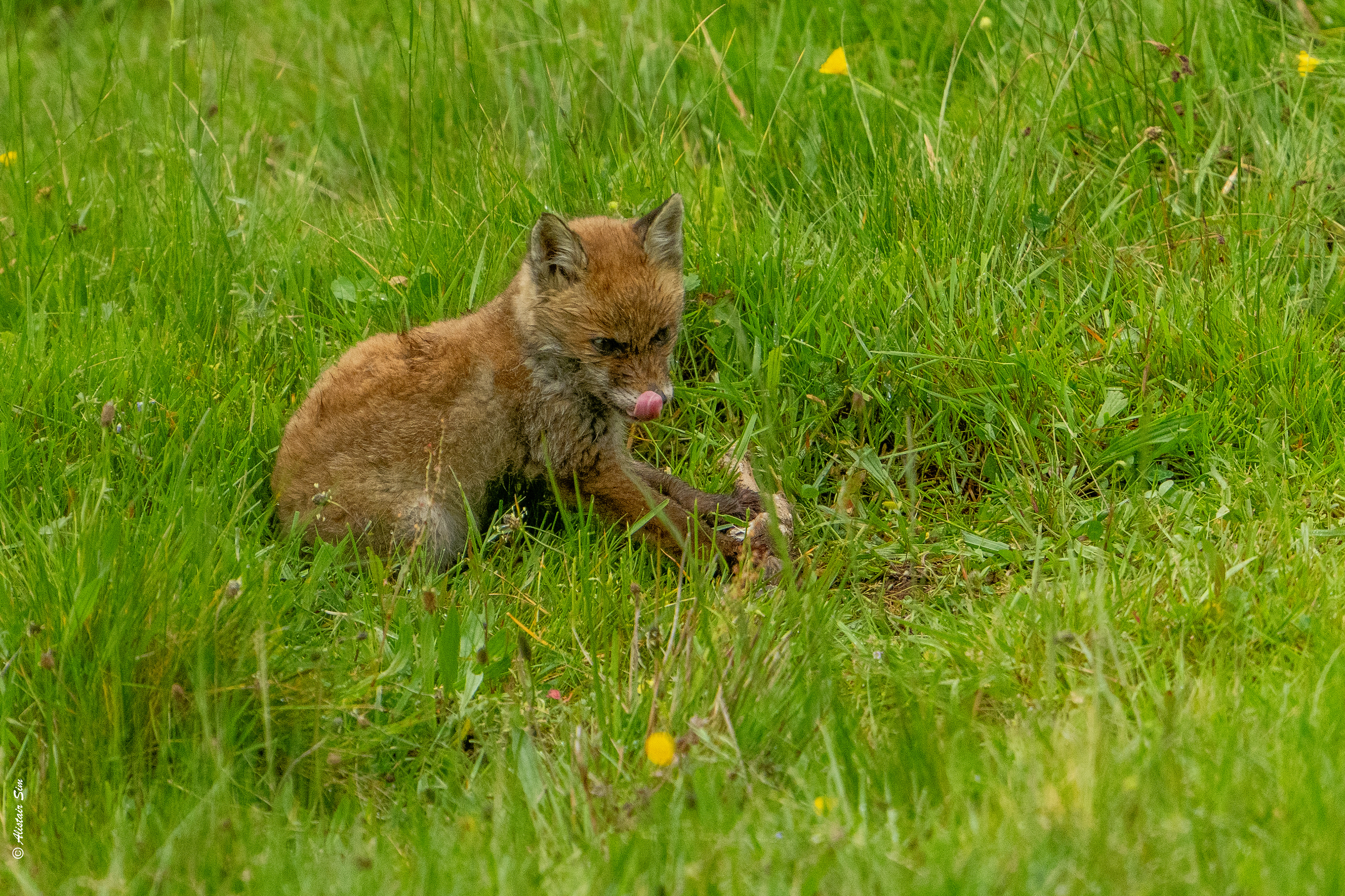 Red Fox / Renard roux
