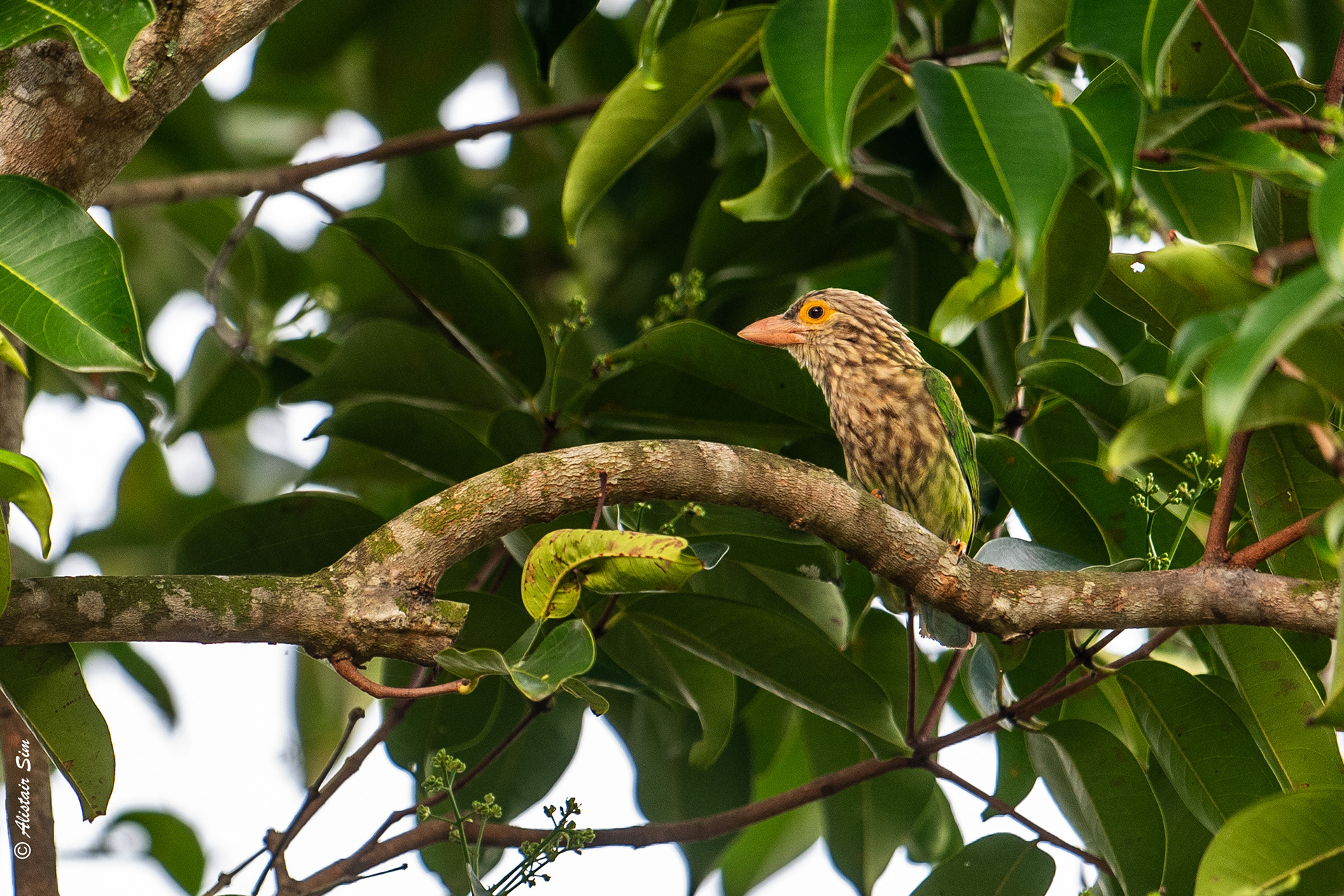 Lineated barbet, Turf City, Singapore