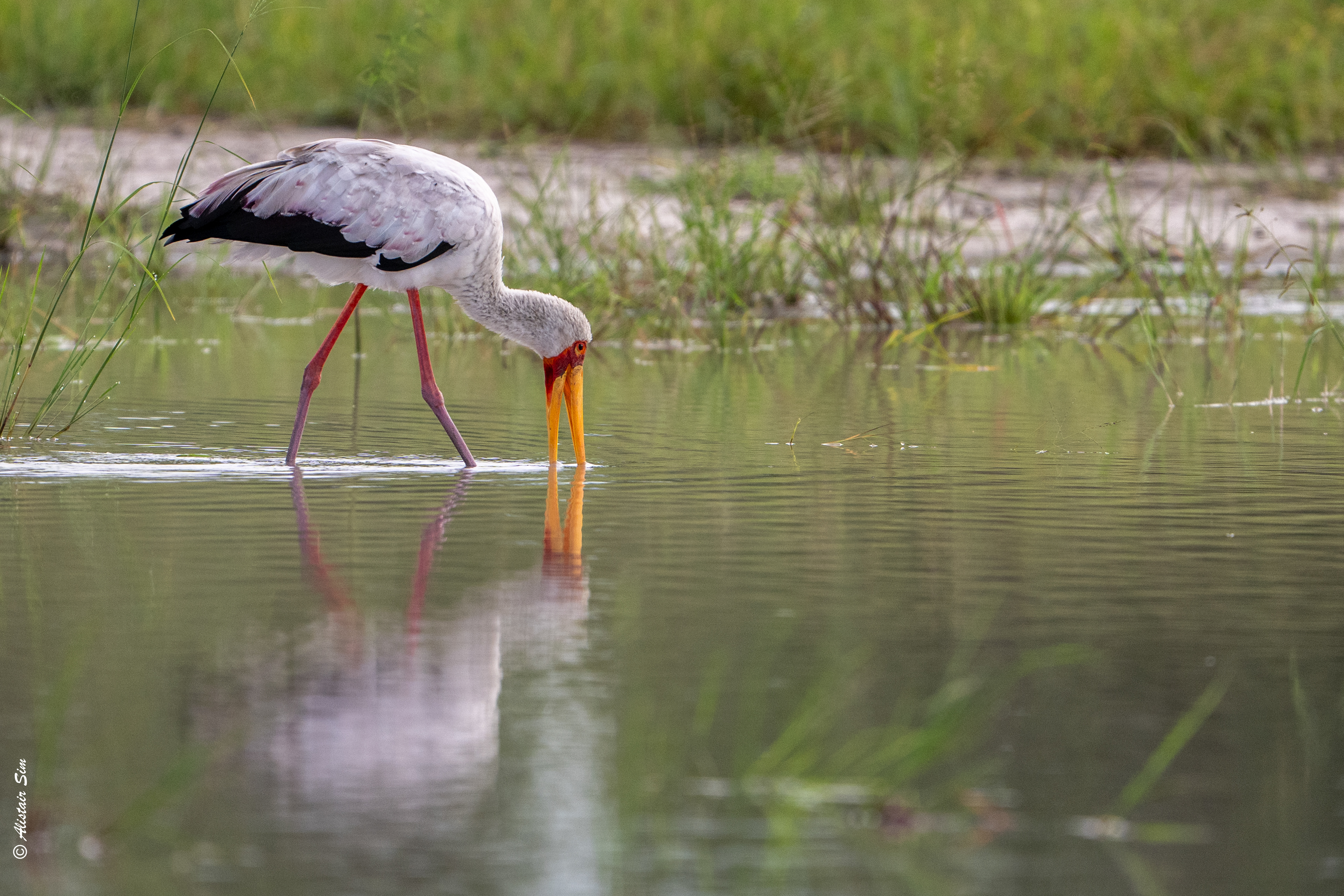 Yellow-billed stork