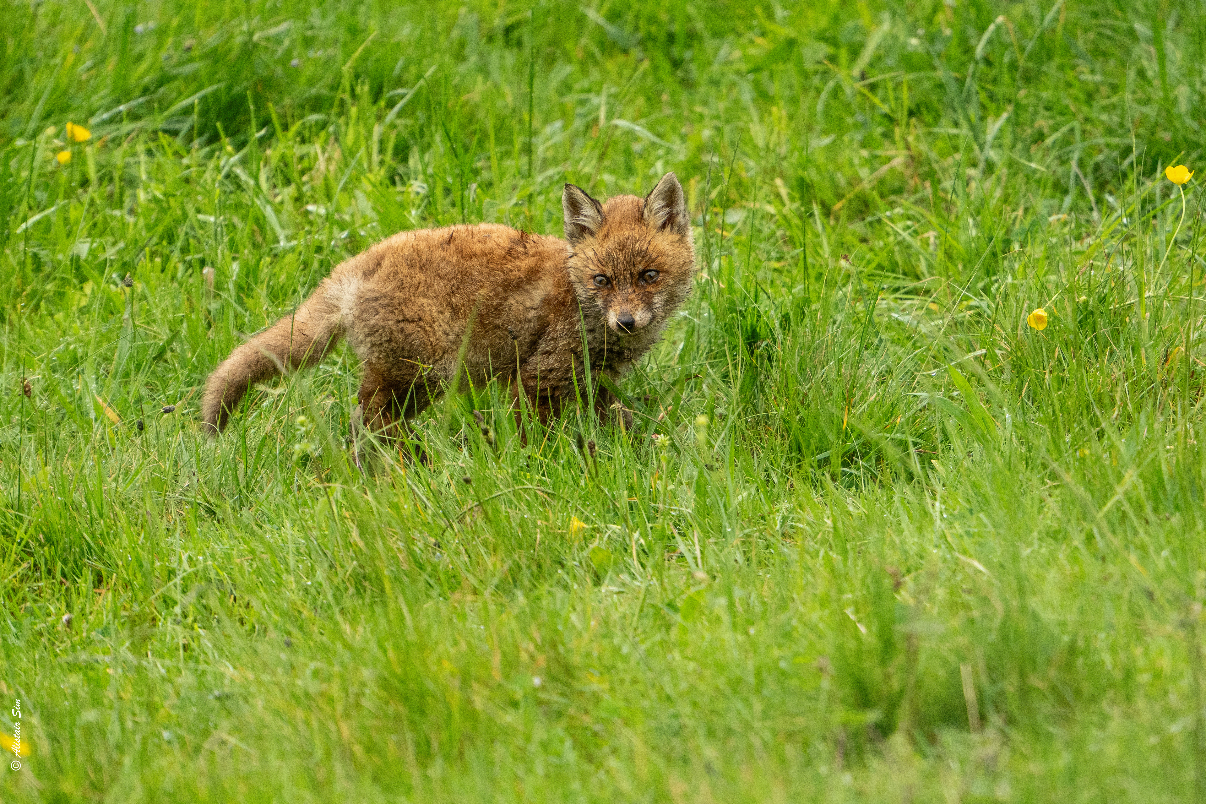 Red Fox / Renard roux