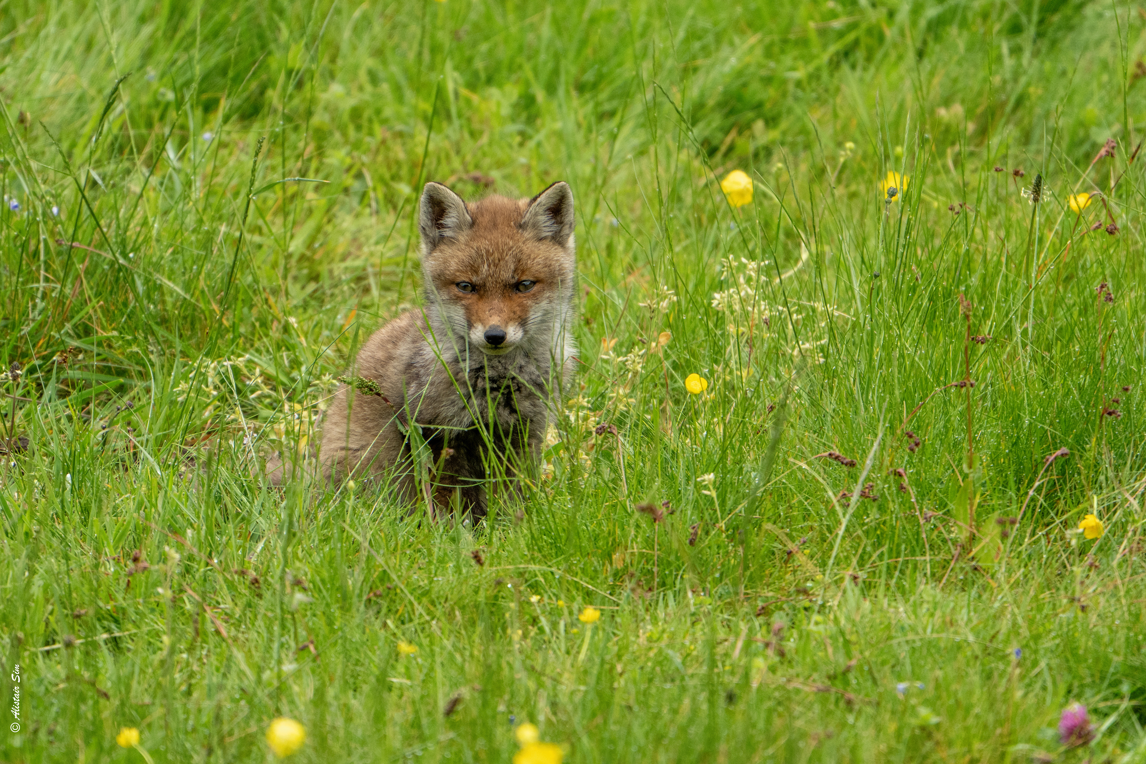 Red Fox / Renard roux