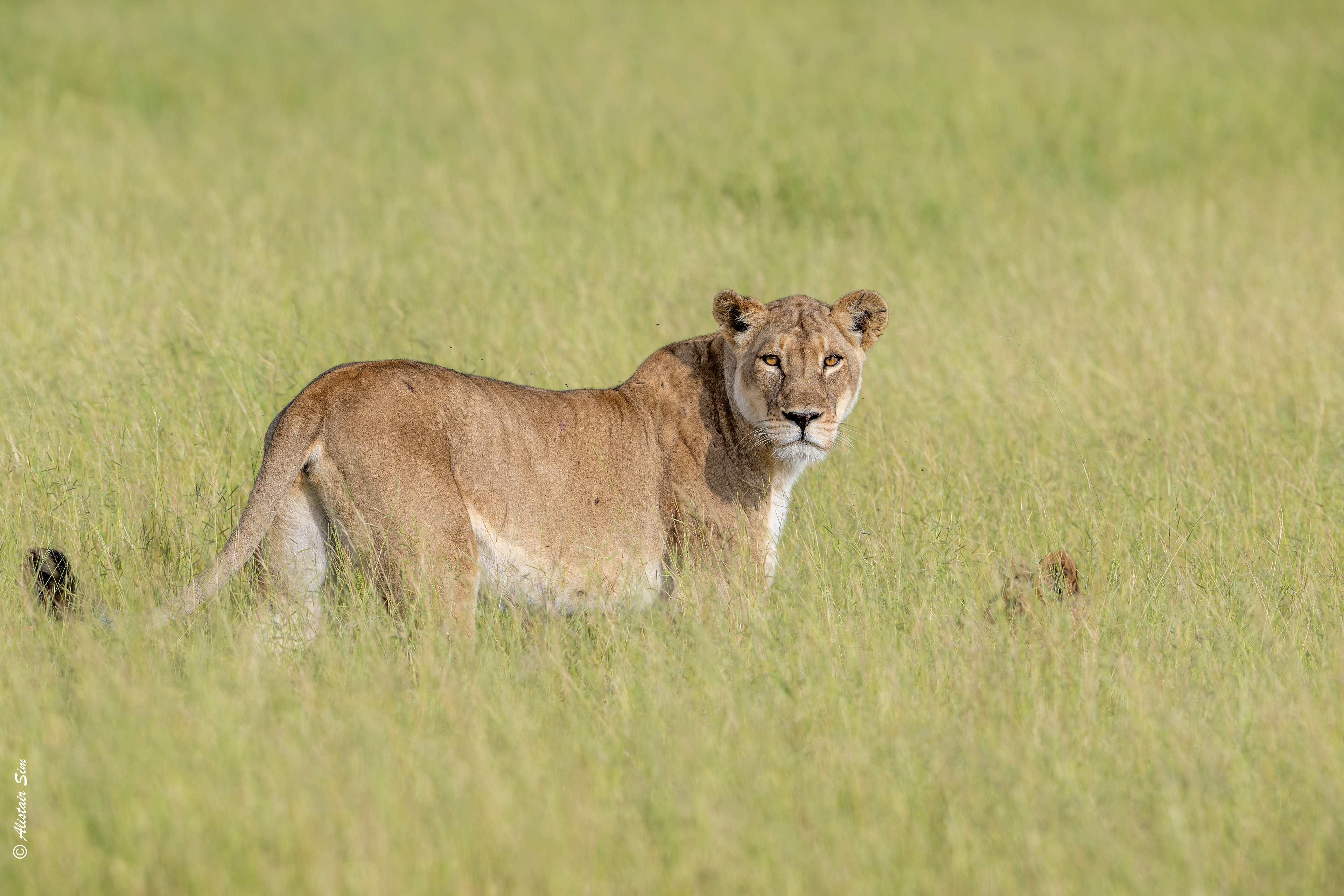 Lion