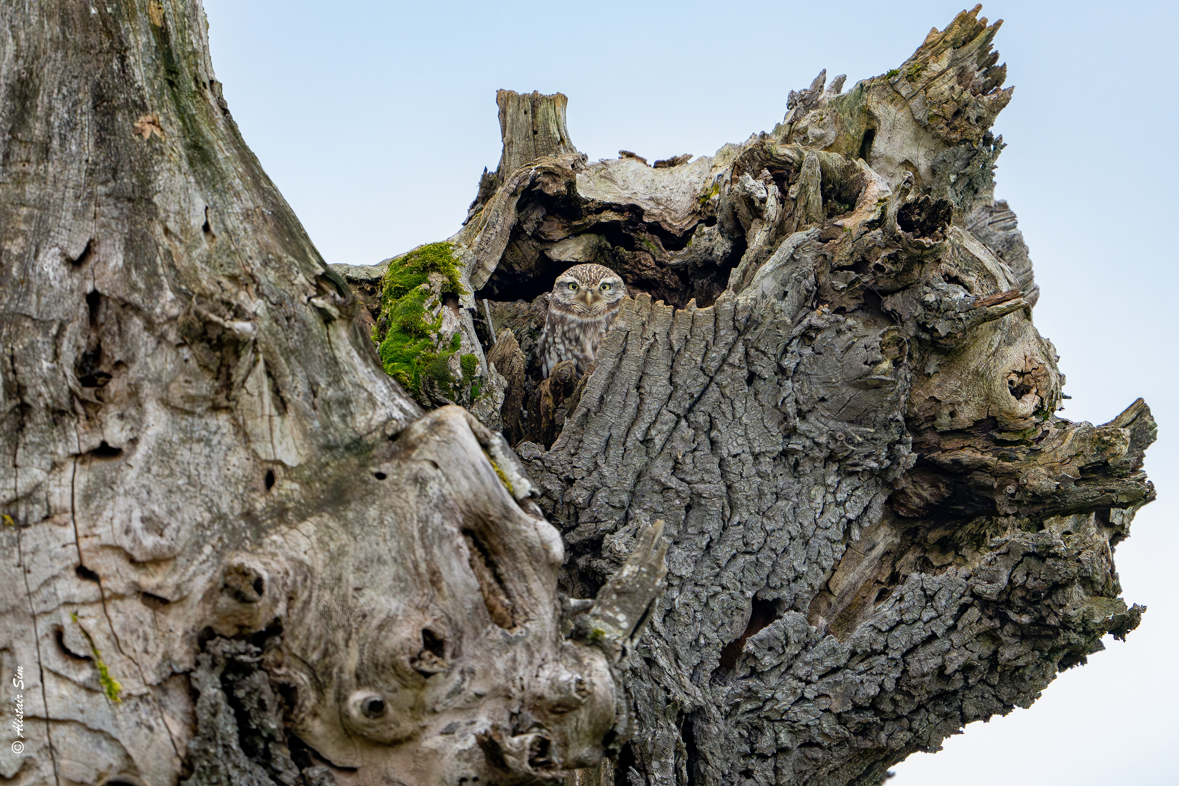 Little Owl, Germenay