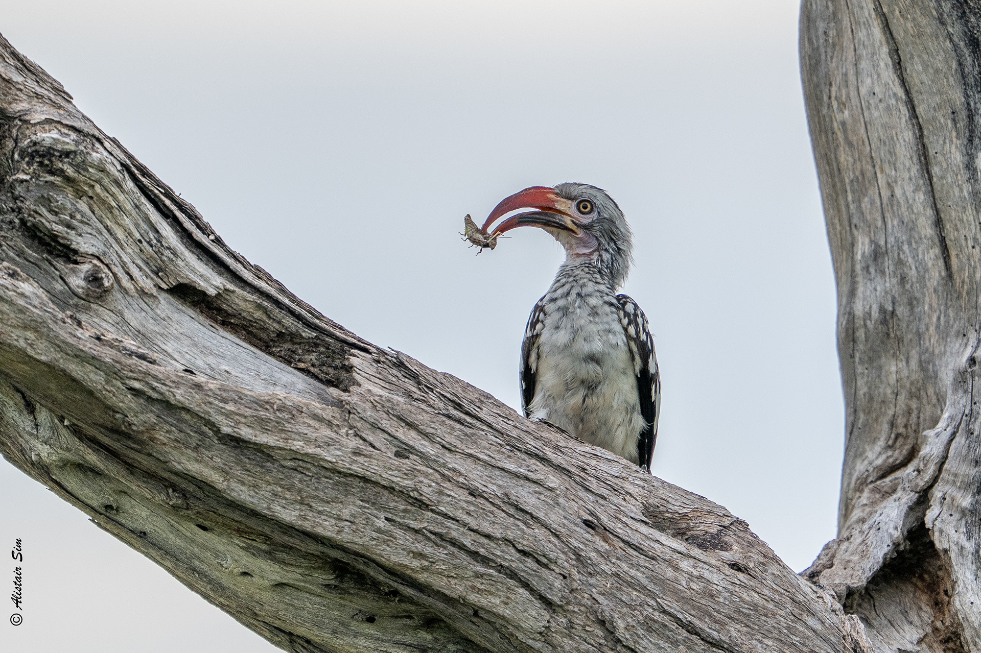 Southern red-billed hornbill