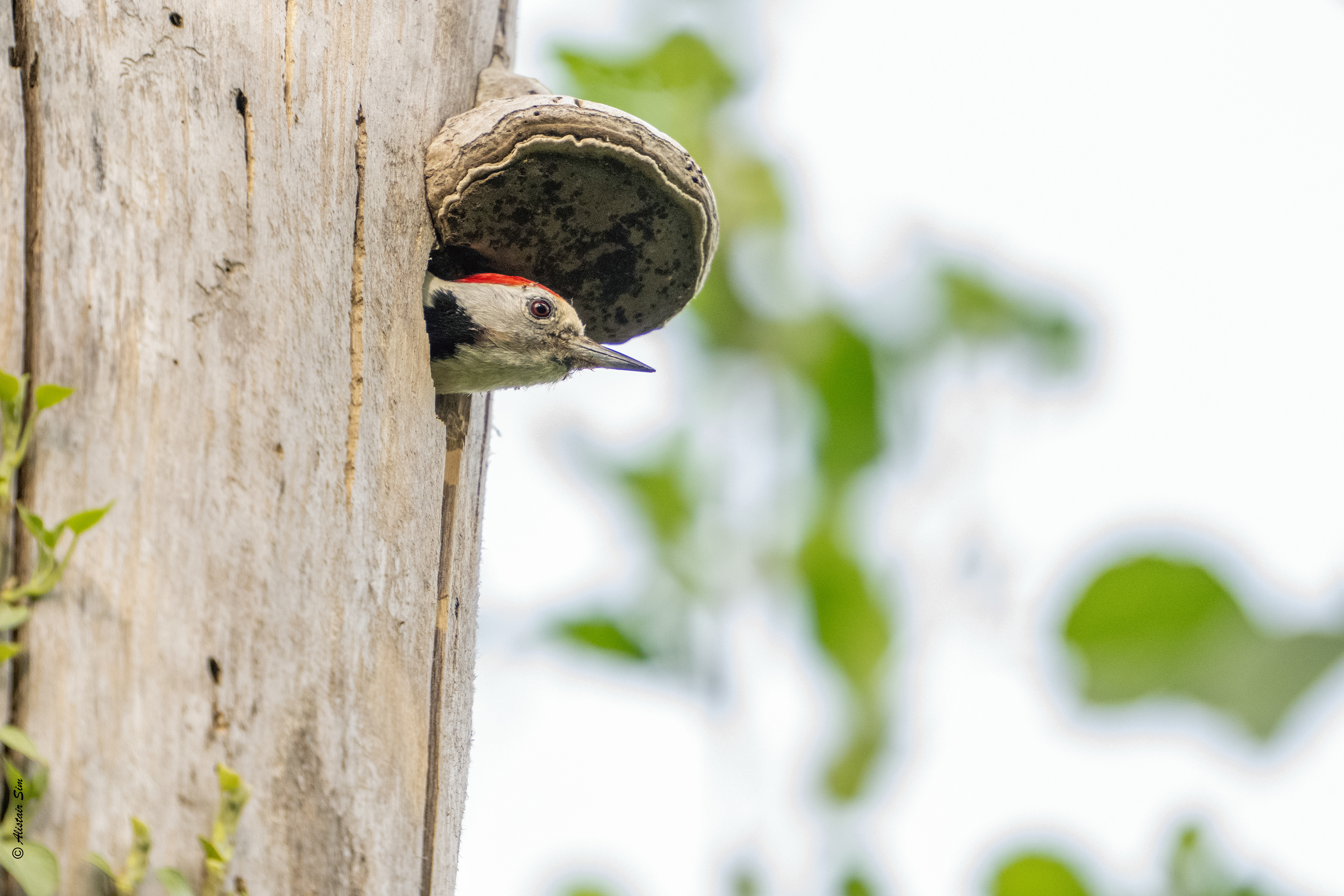 Middle spotted woodpecker / Pic mar