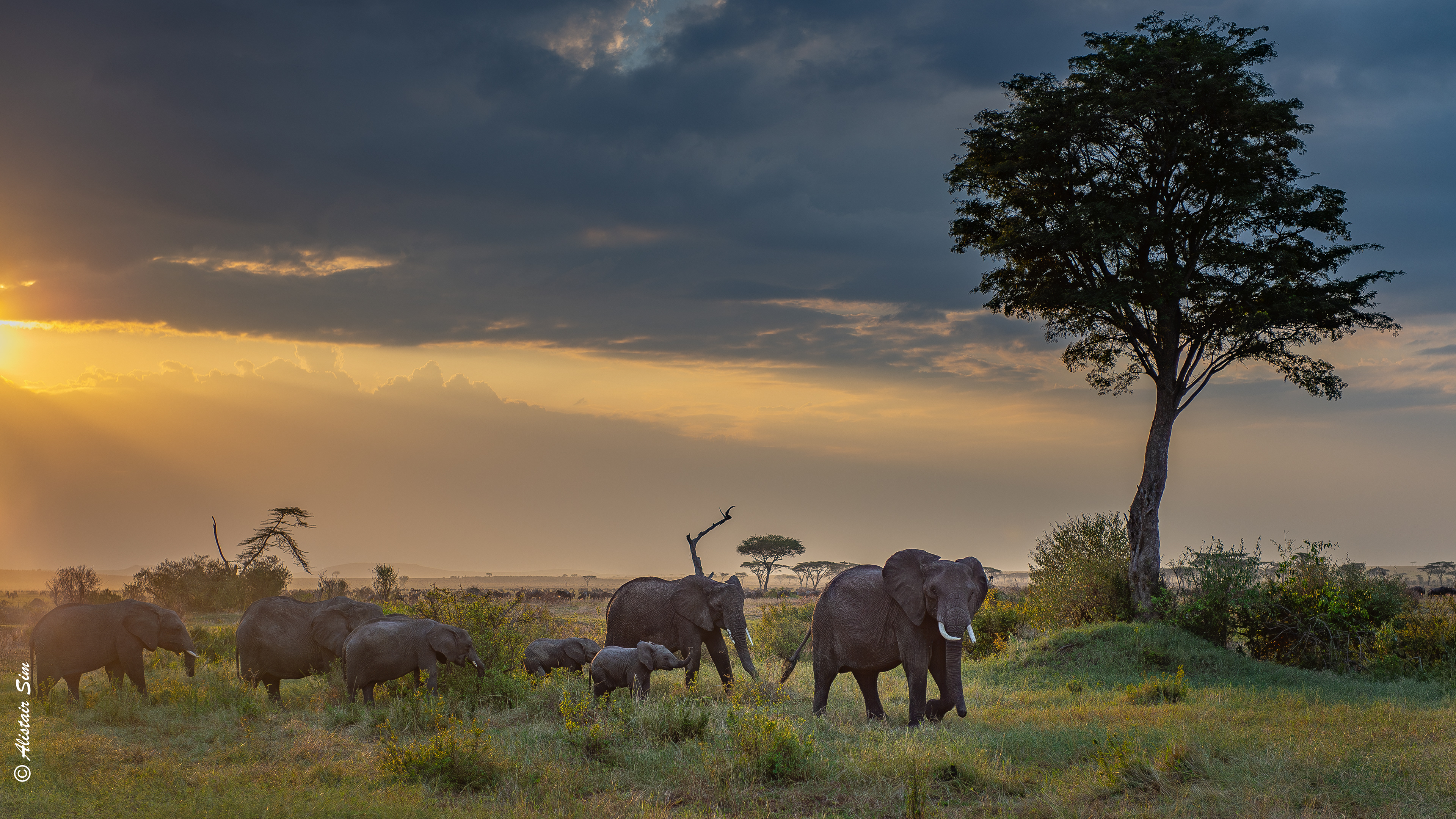 Serengeti sunrise