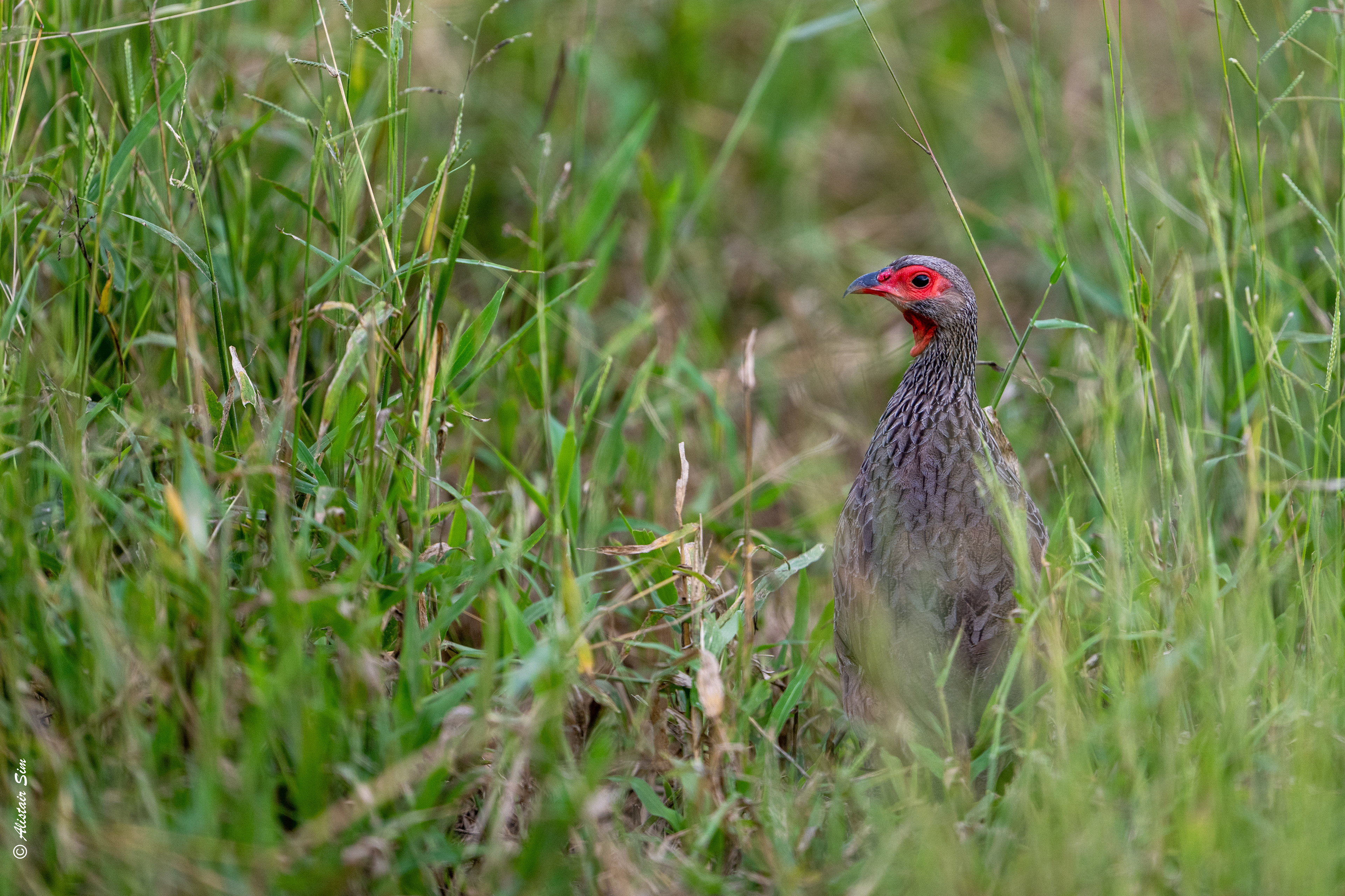Swainson's spurfowl