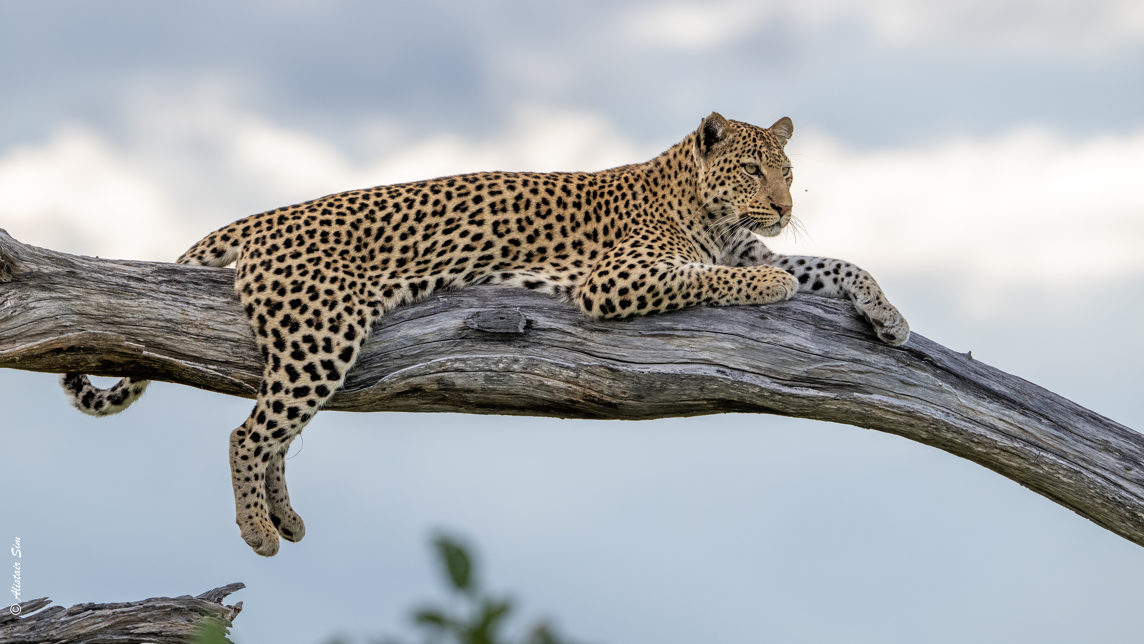 Leopard this time looking for food