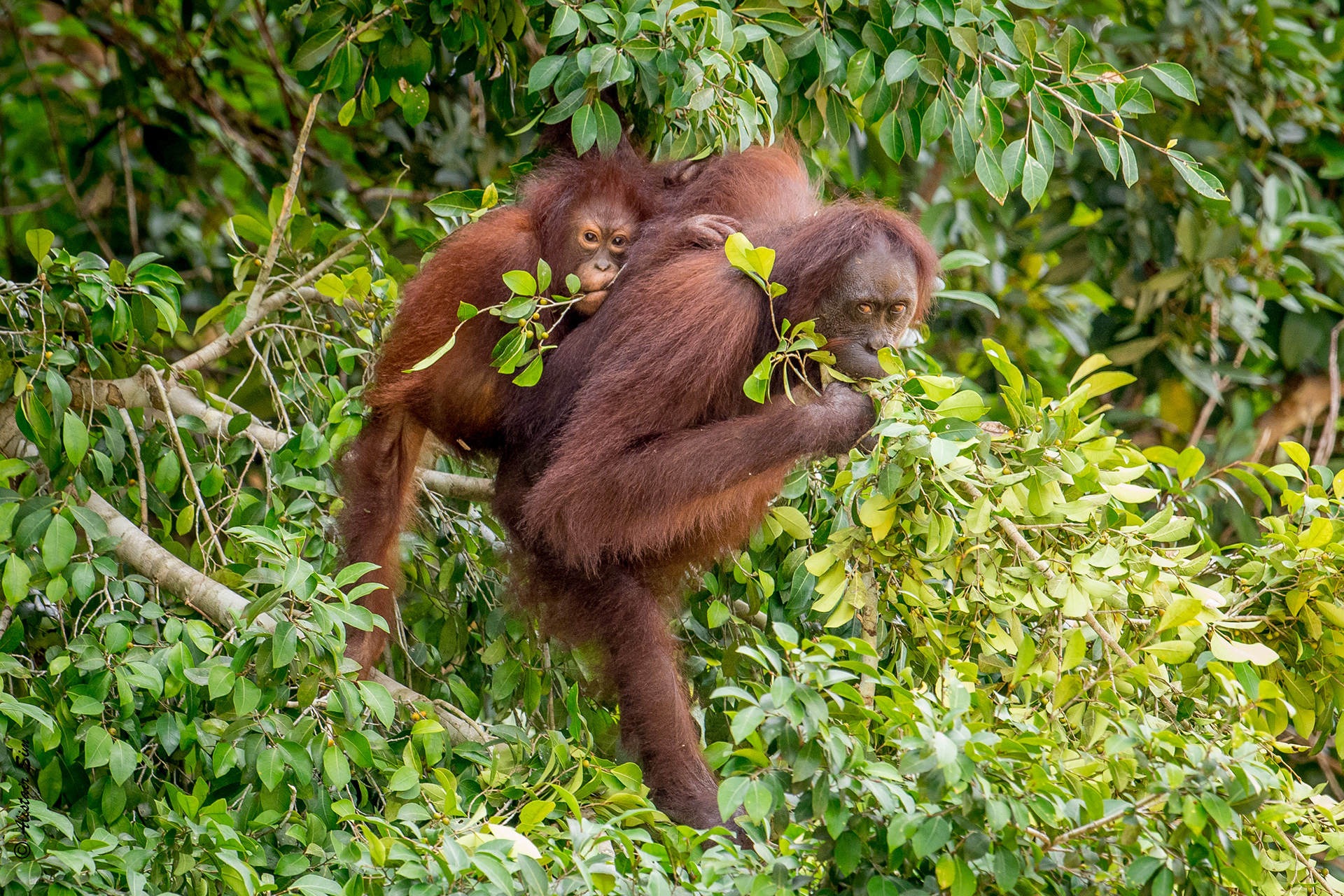 Orangutan, Kinabatangan, Malaysia