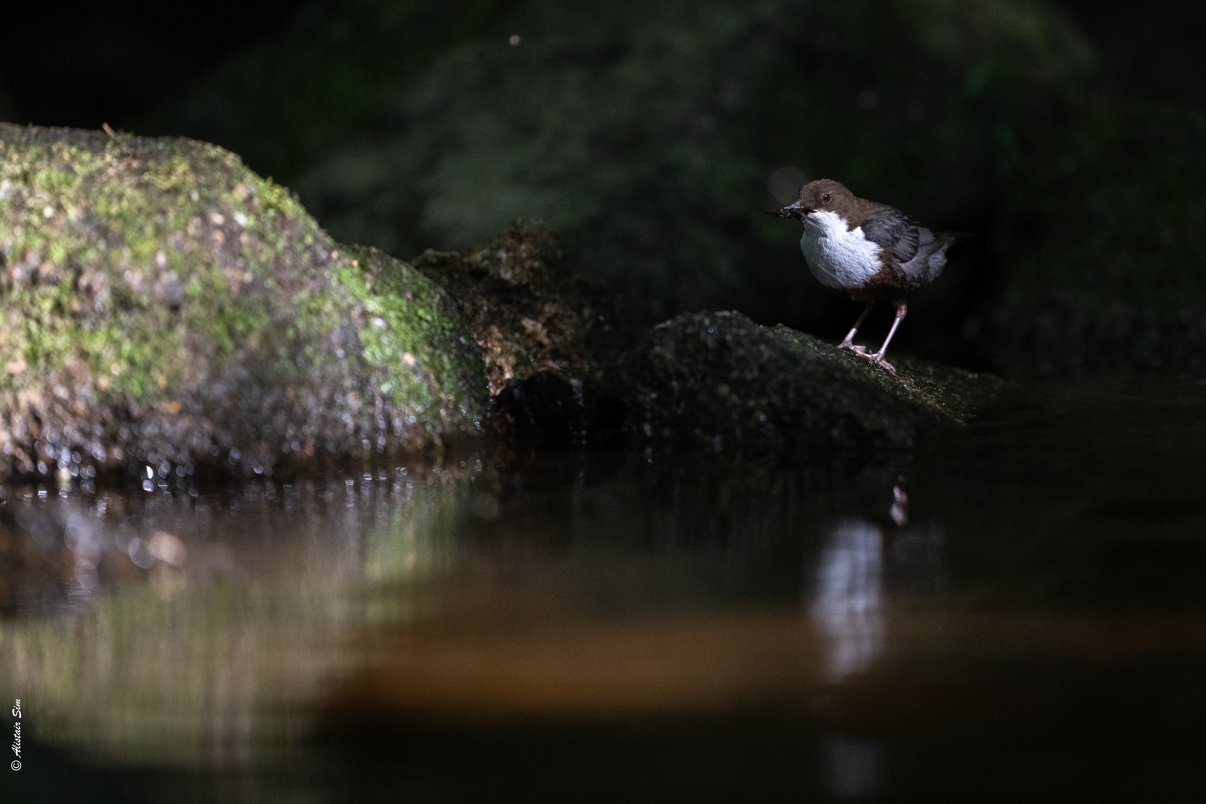 From the shadows, White-throated Dipper, Chalaux
