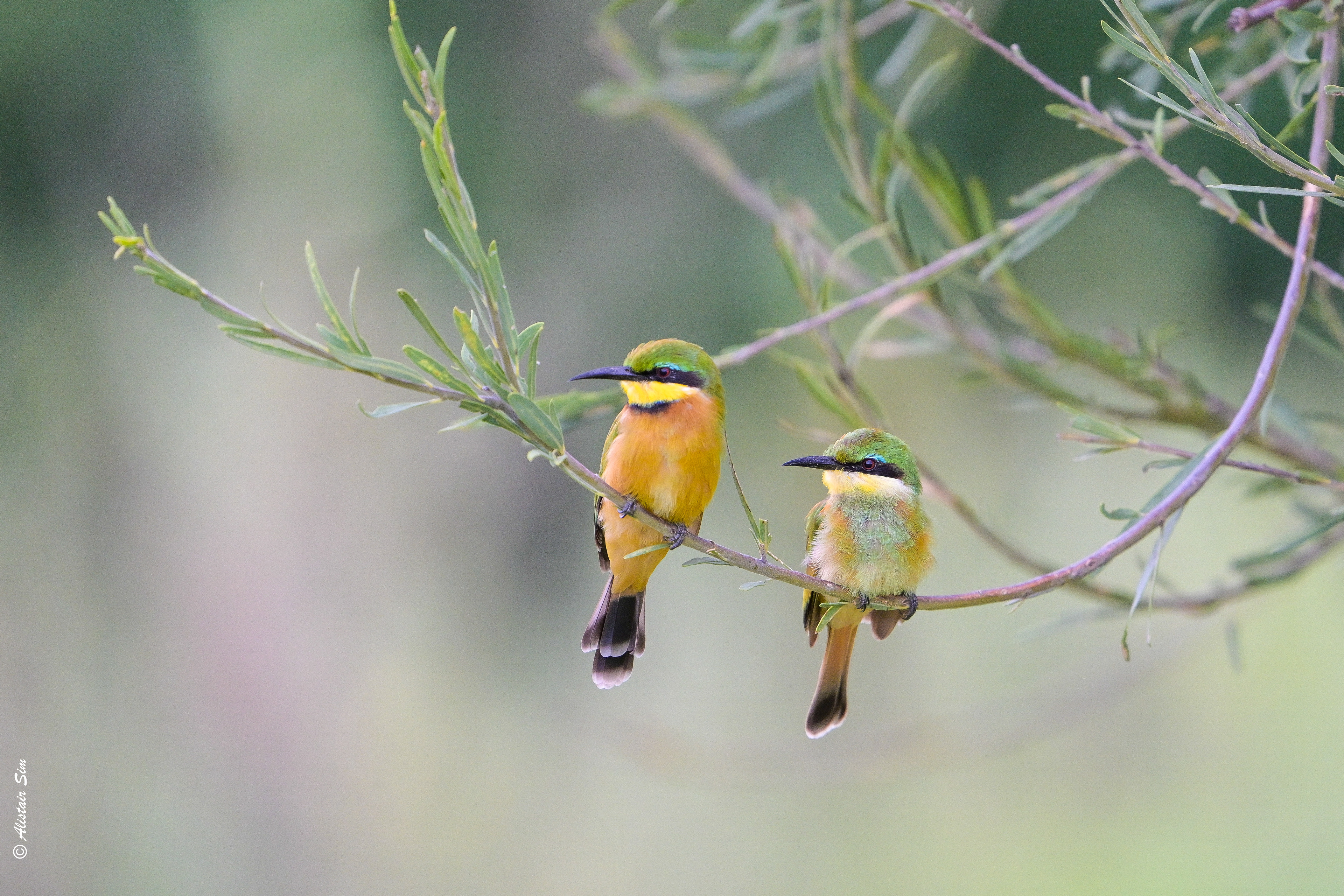 Little bee-eaters