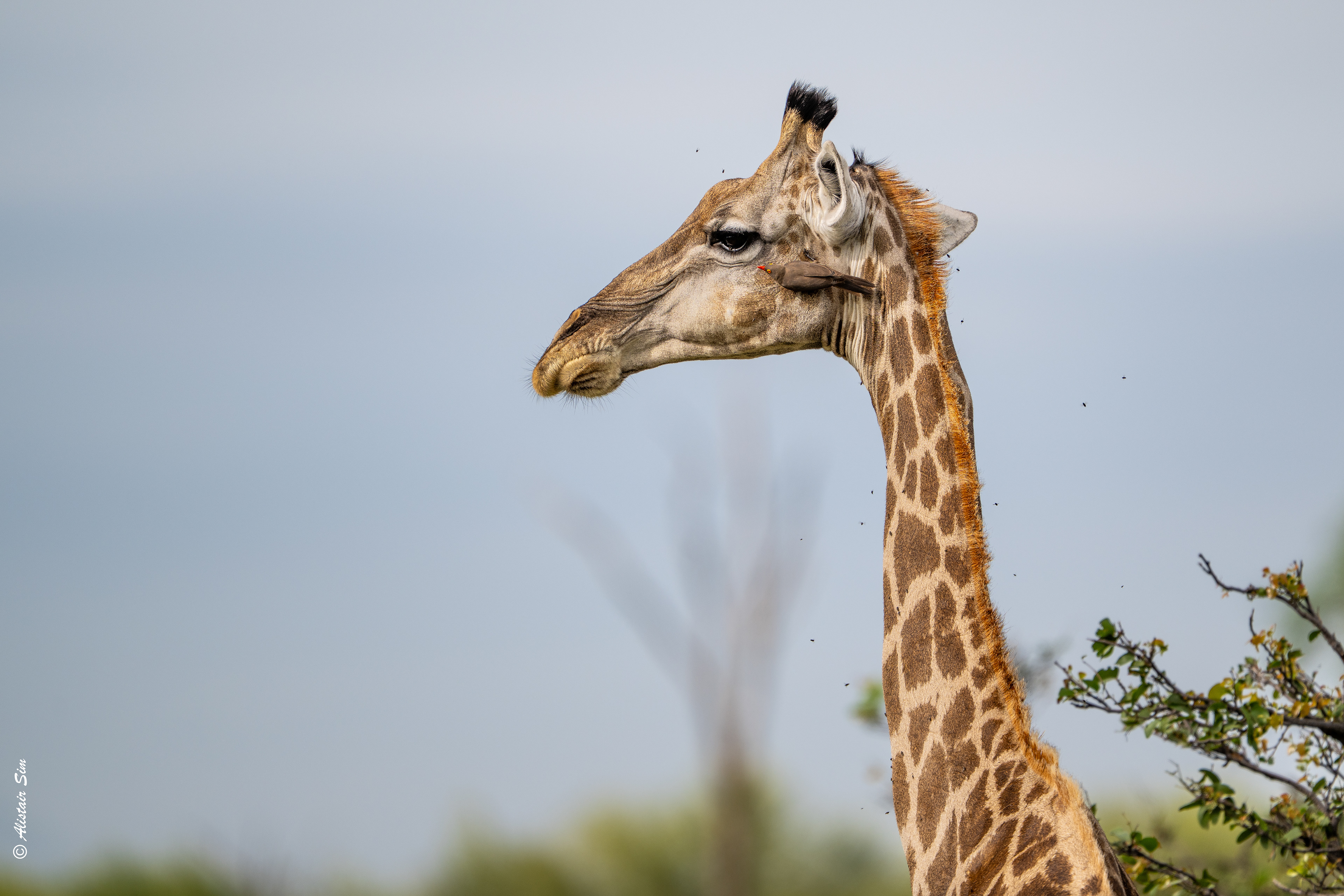 Southern giraffe and red-billed ox-pecker