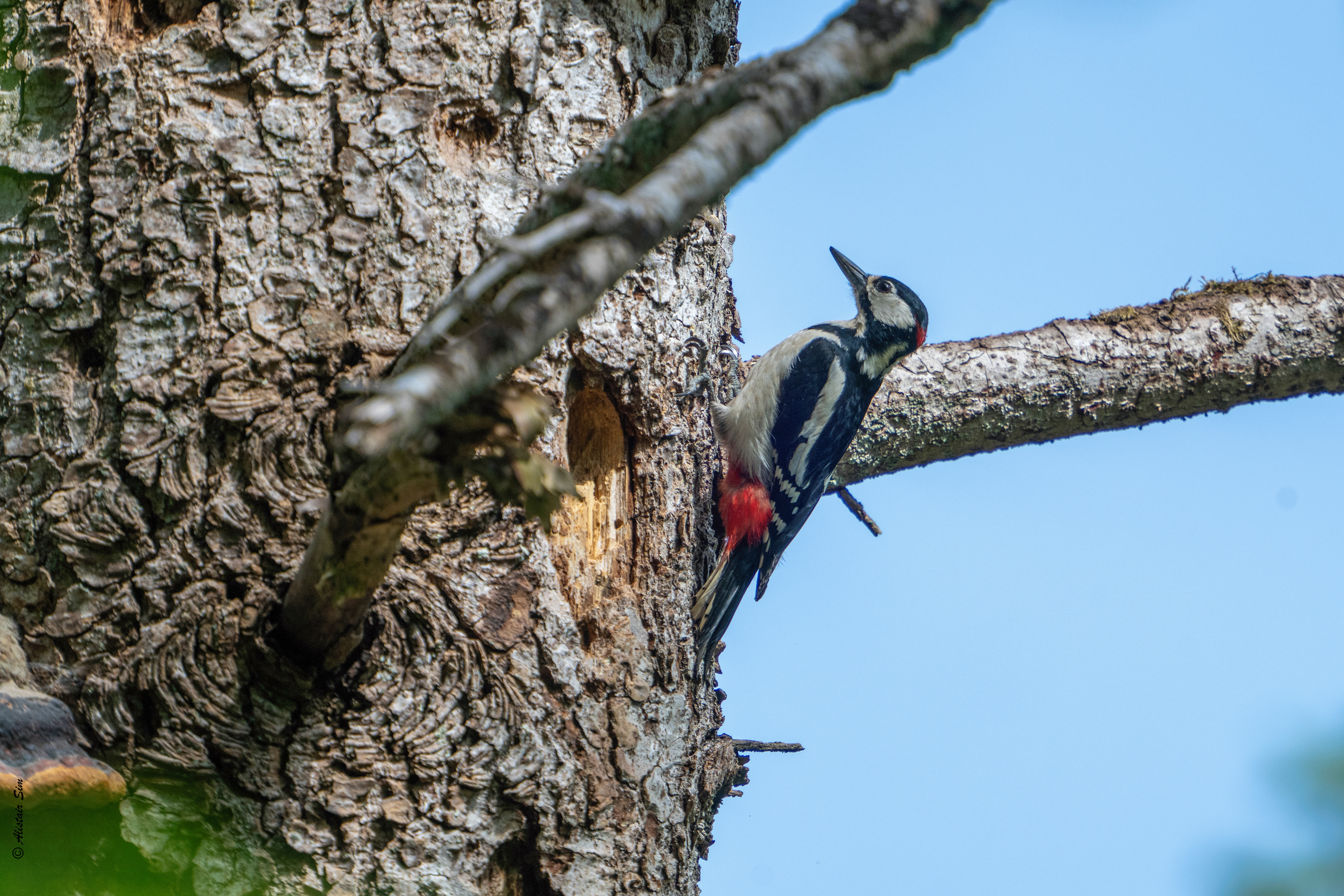 Greater spotted woodpecker / Pic épeiche