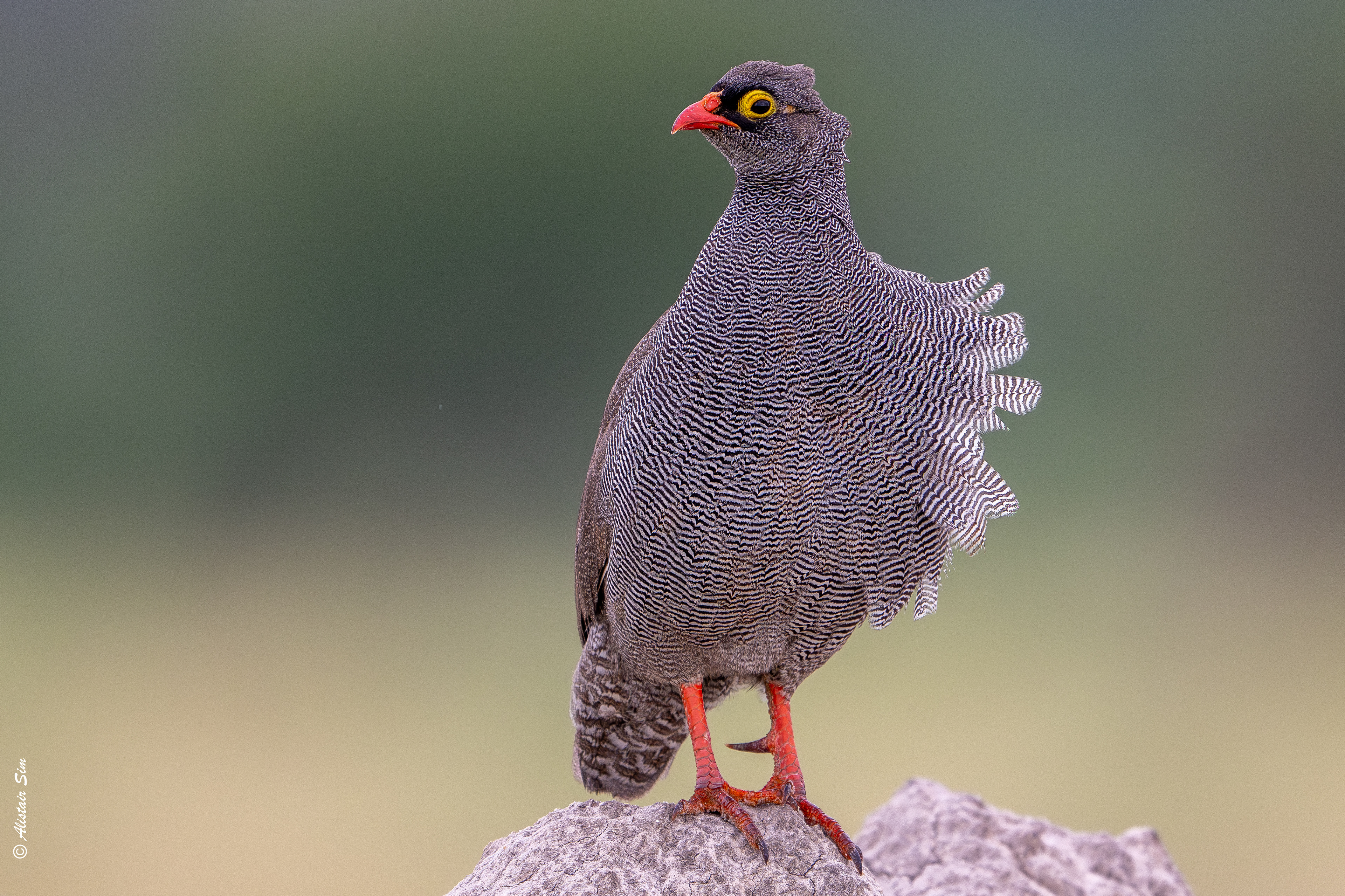 Red-billed spurfowl