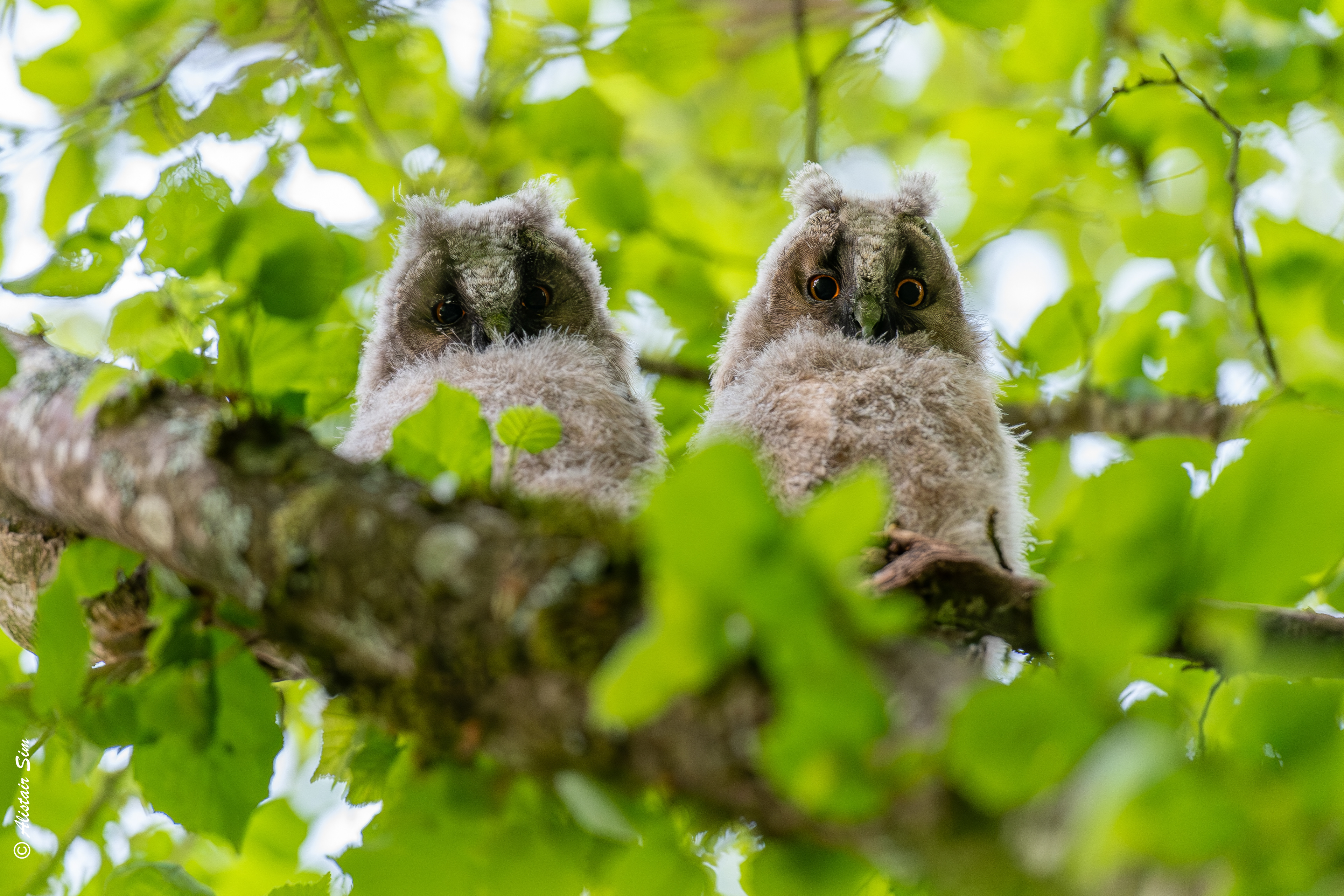 Siblings, Long-eared owls, Grenois
