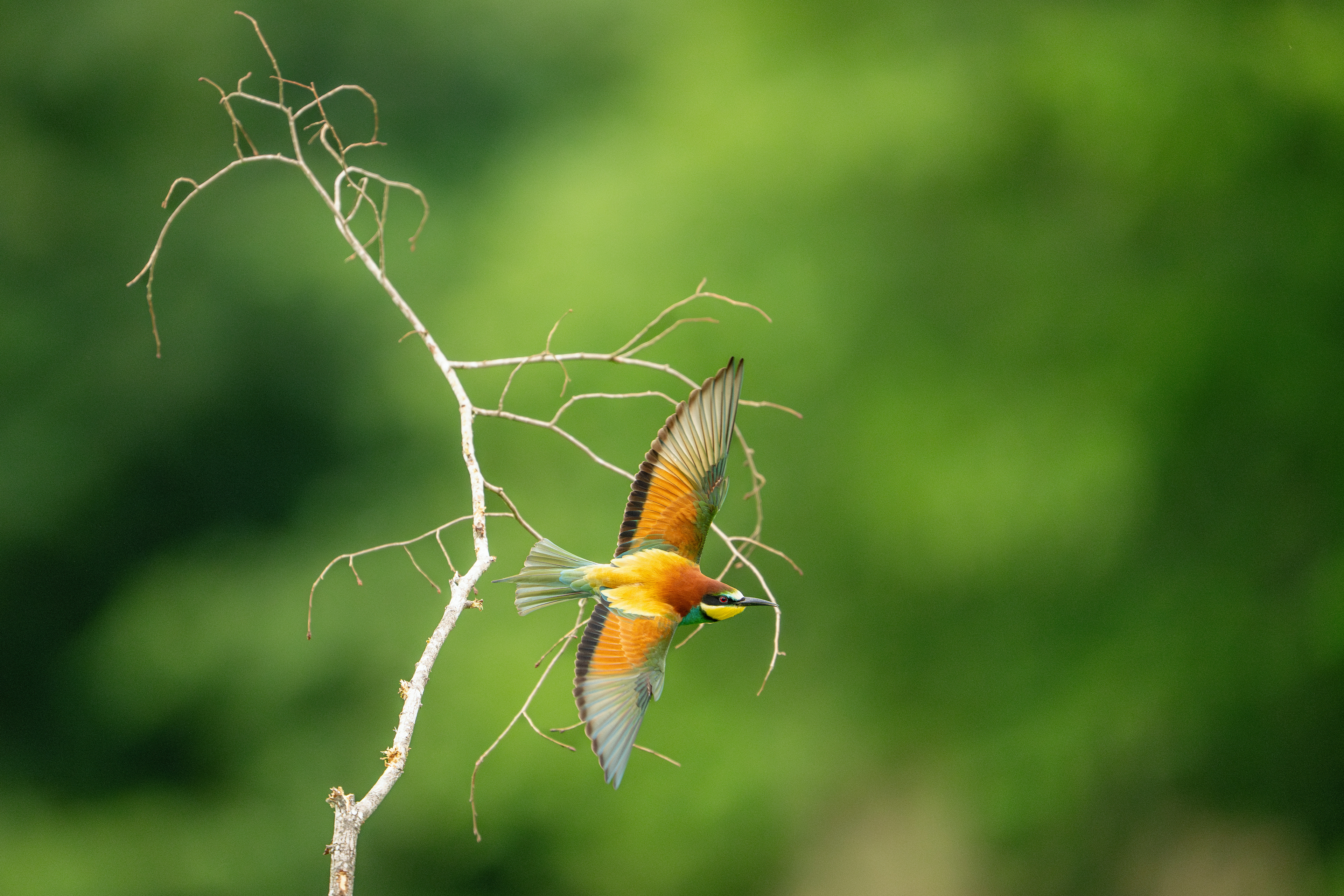 European Bee-eater / Guêpier d'Europe