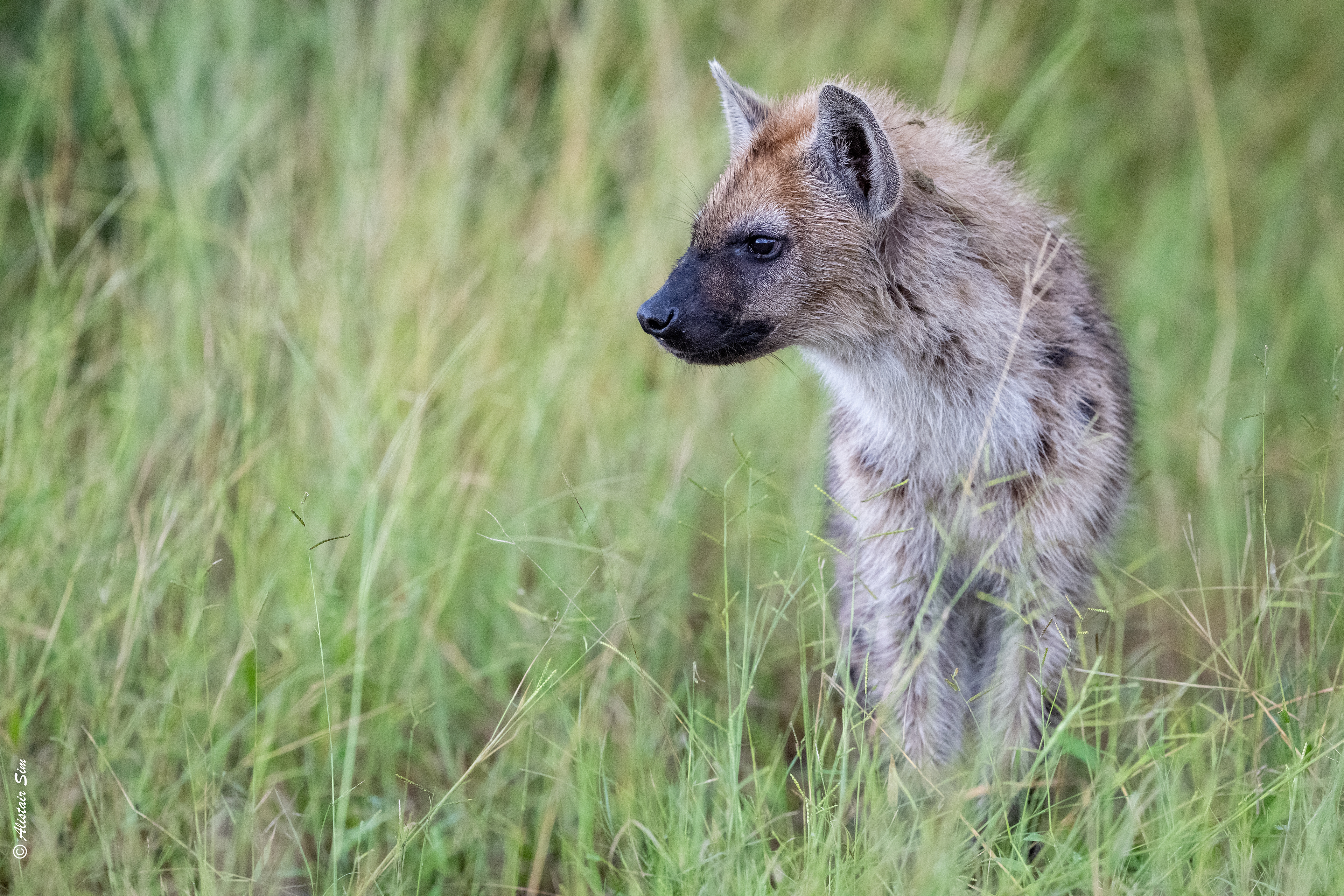 a young Hyena out for a stroll