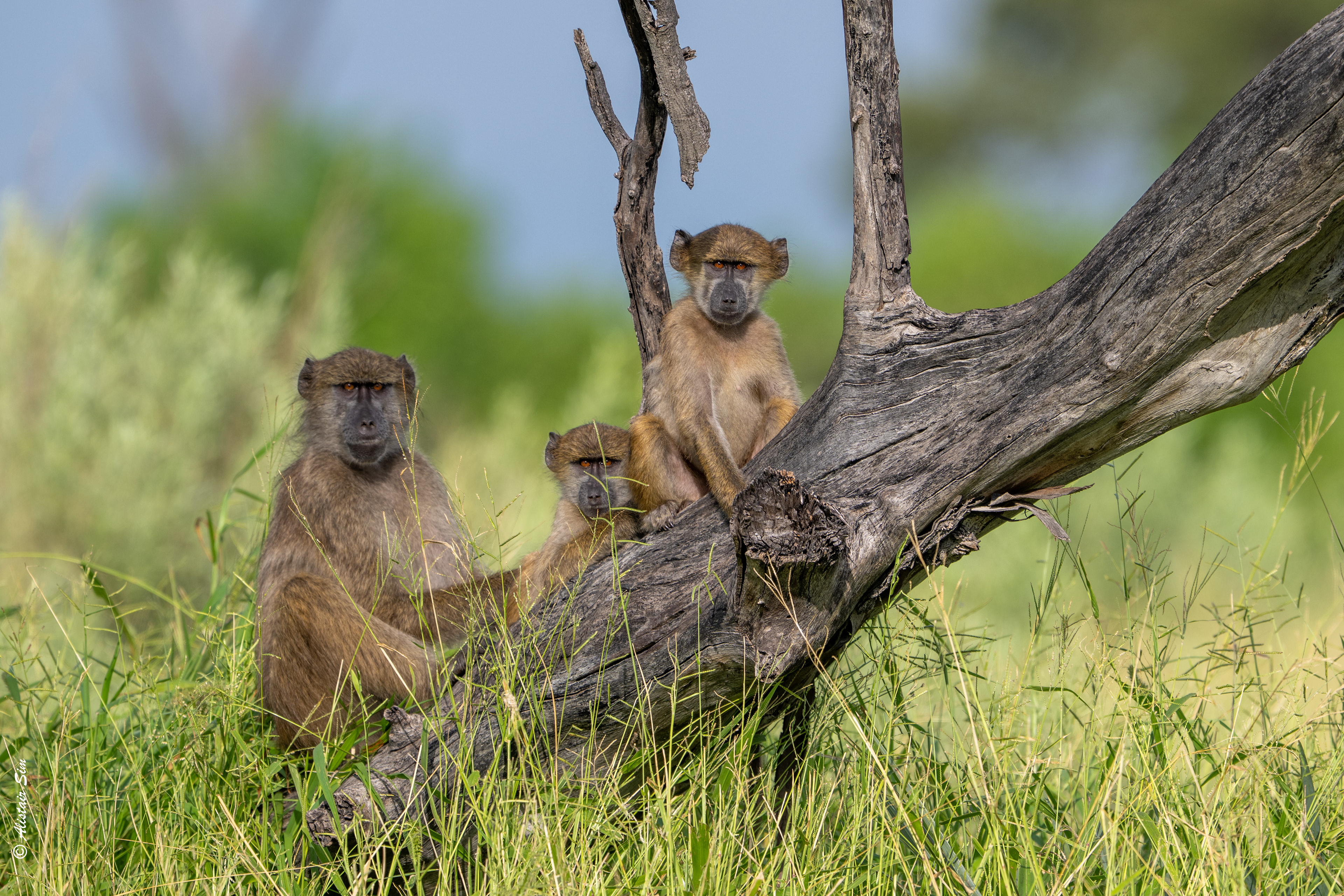Chacma baboons