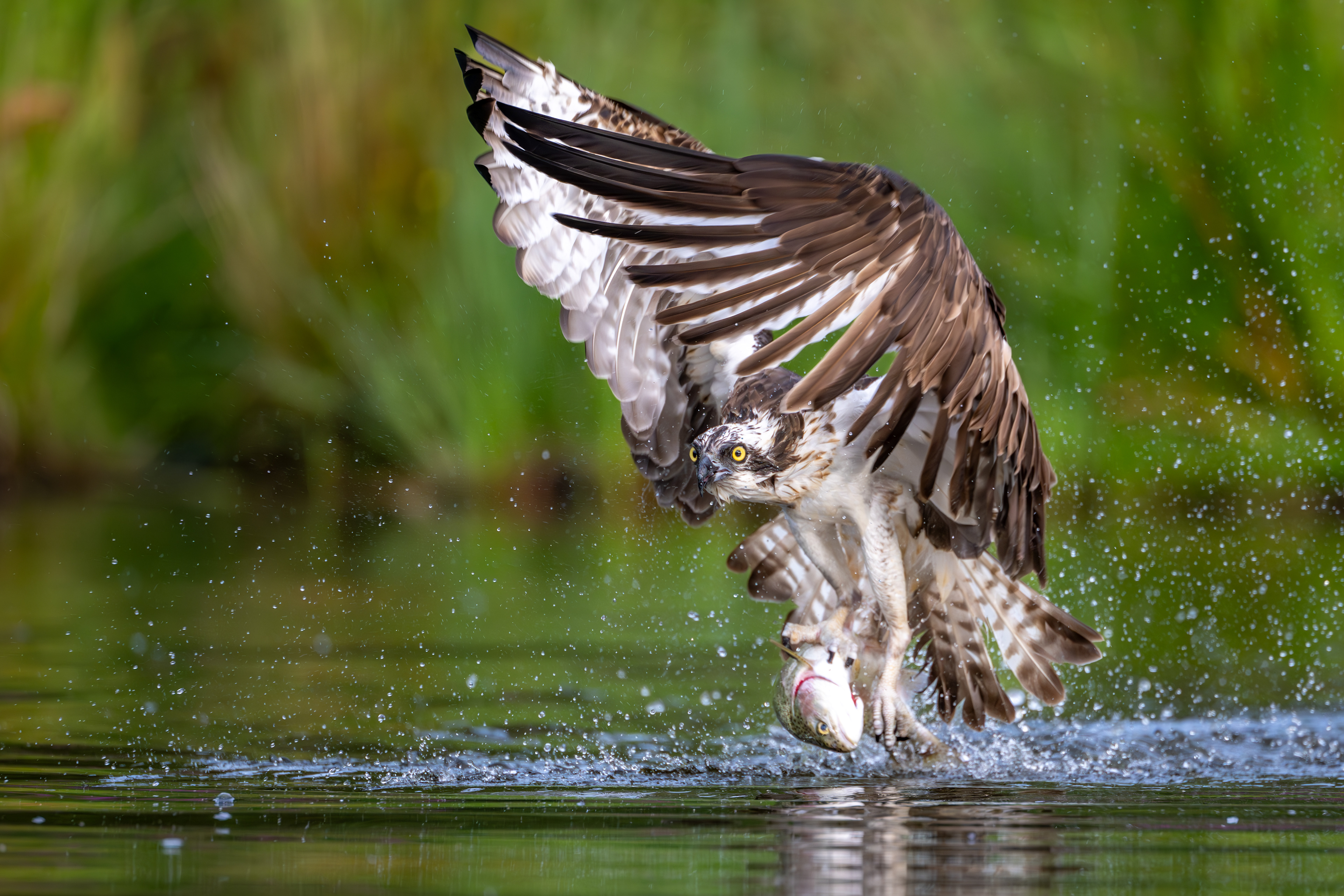 Osprey, Aviemore, Scotland