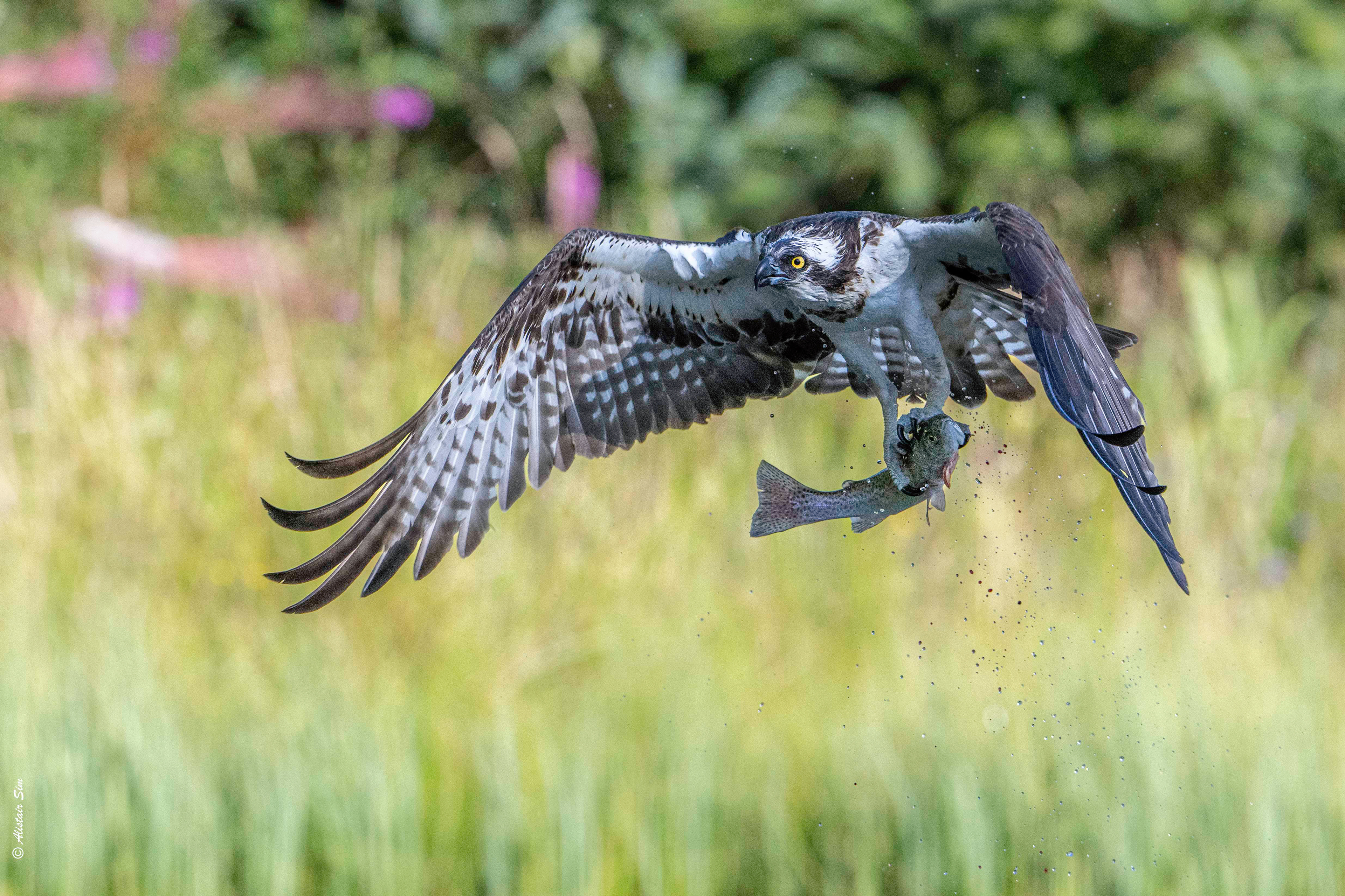 Osprey / Balbuzard pêcheur. Aviemore, Scotland