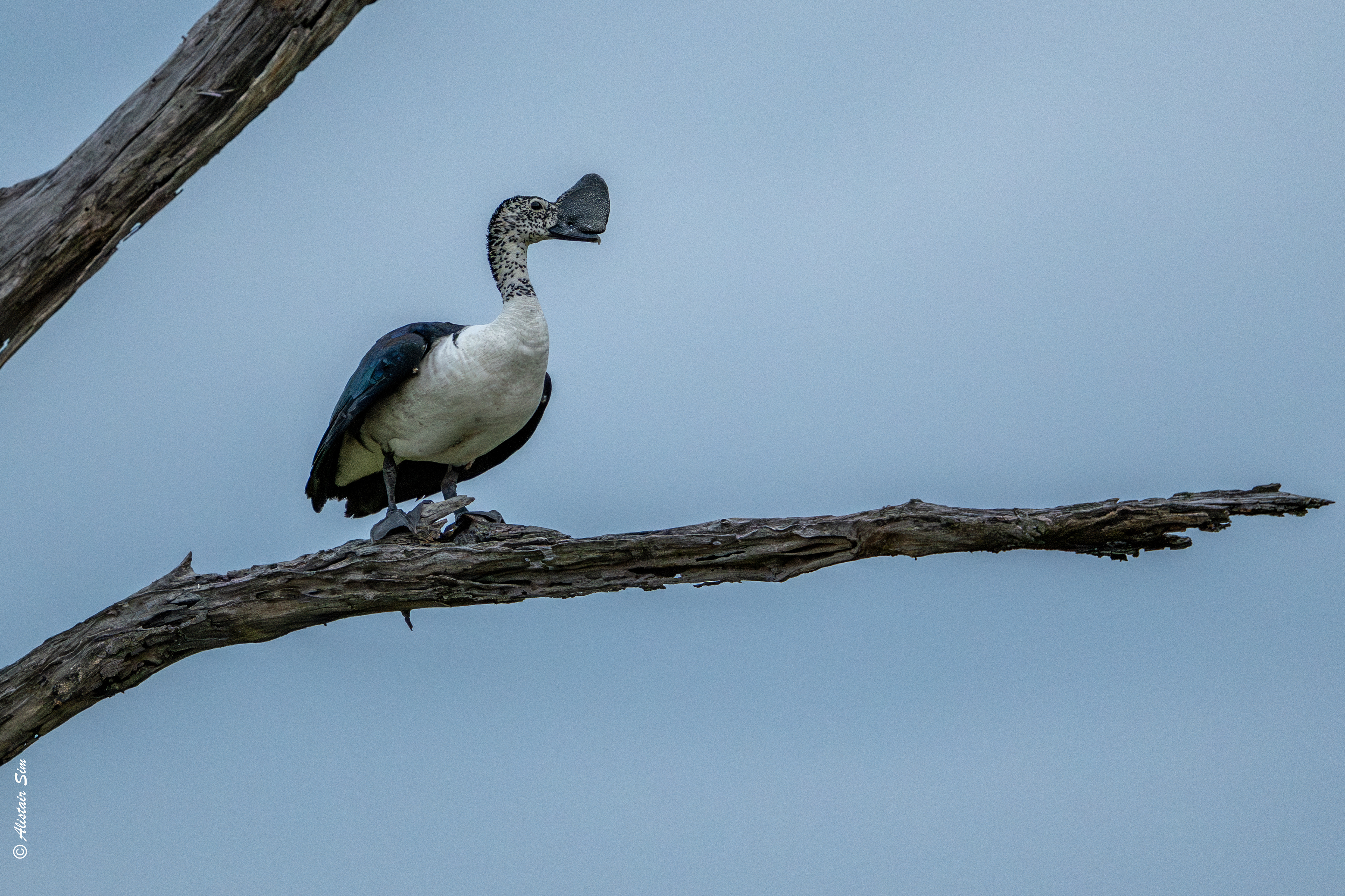 Knob-headed duck