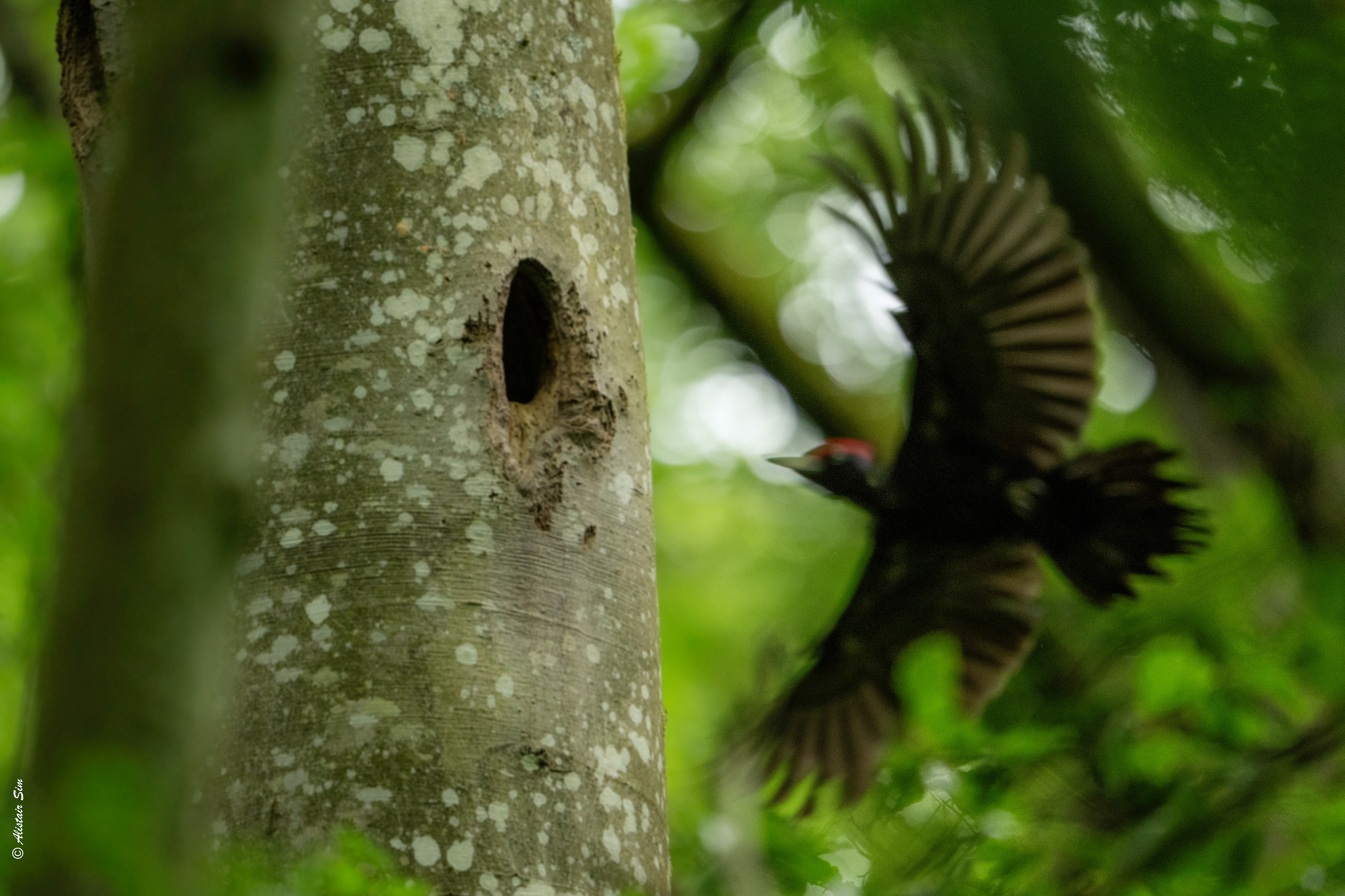 Black woodpecker / Pic noir (m)