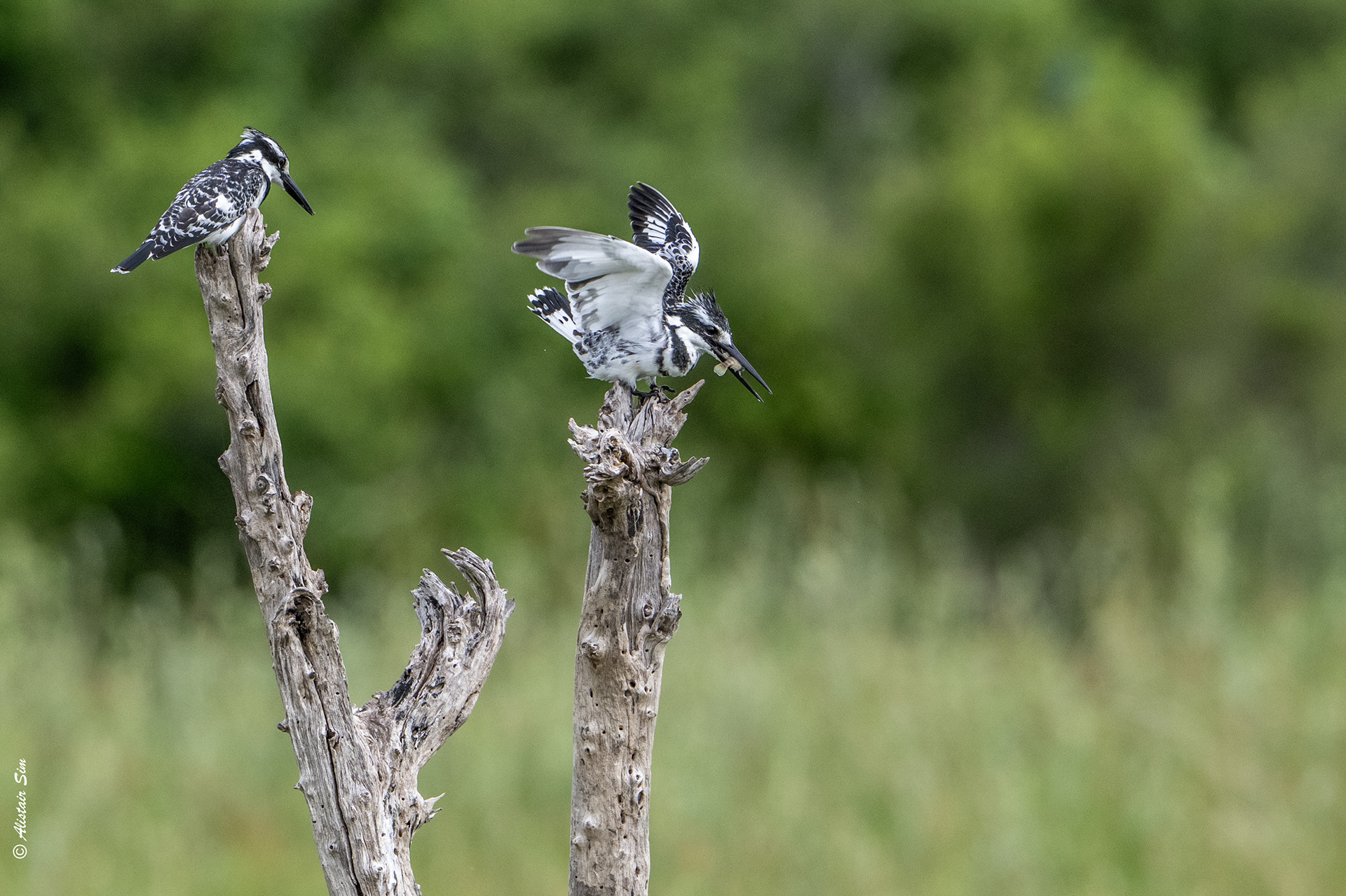 Pied kingfisher