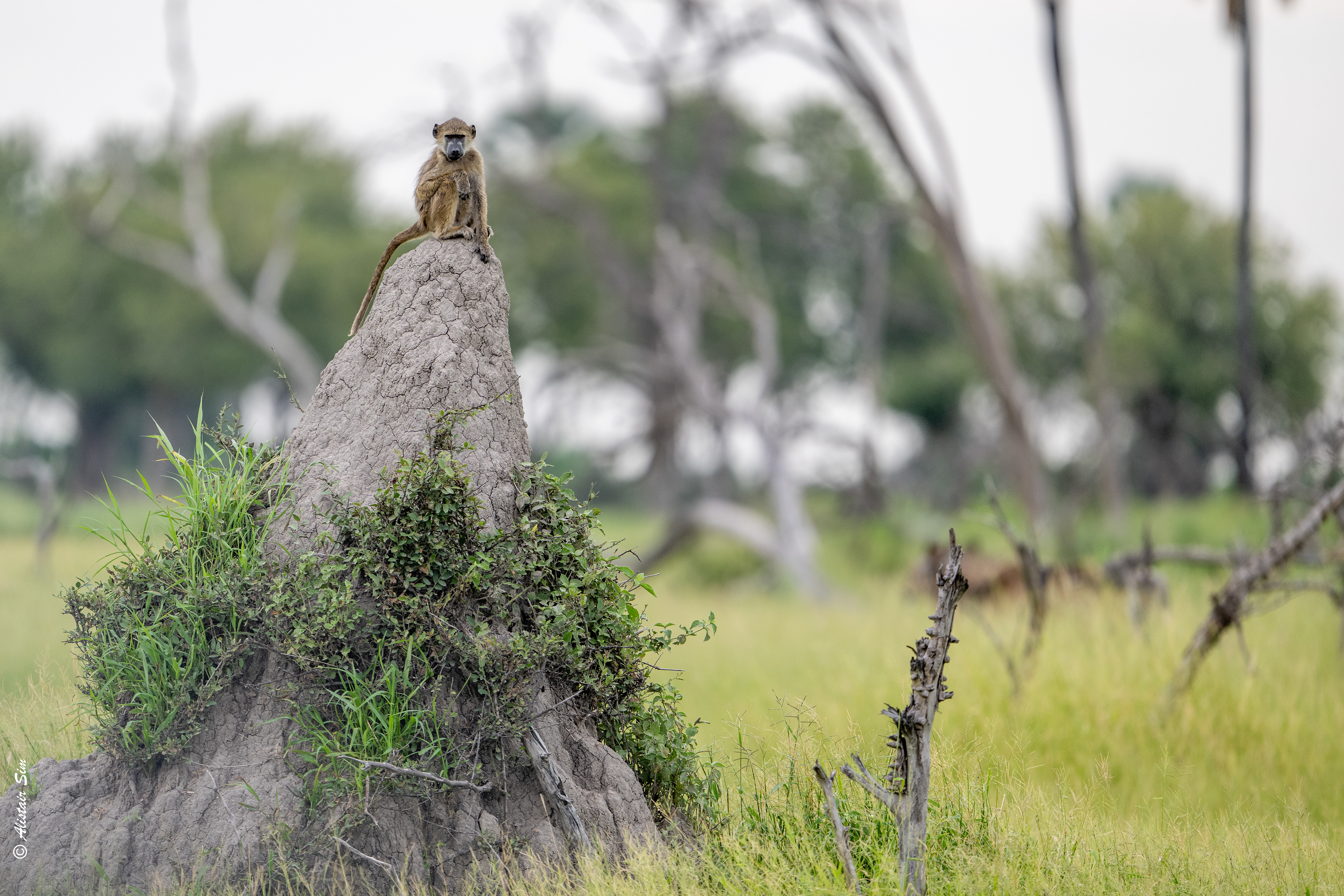 the sentinel, Chacma baboon