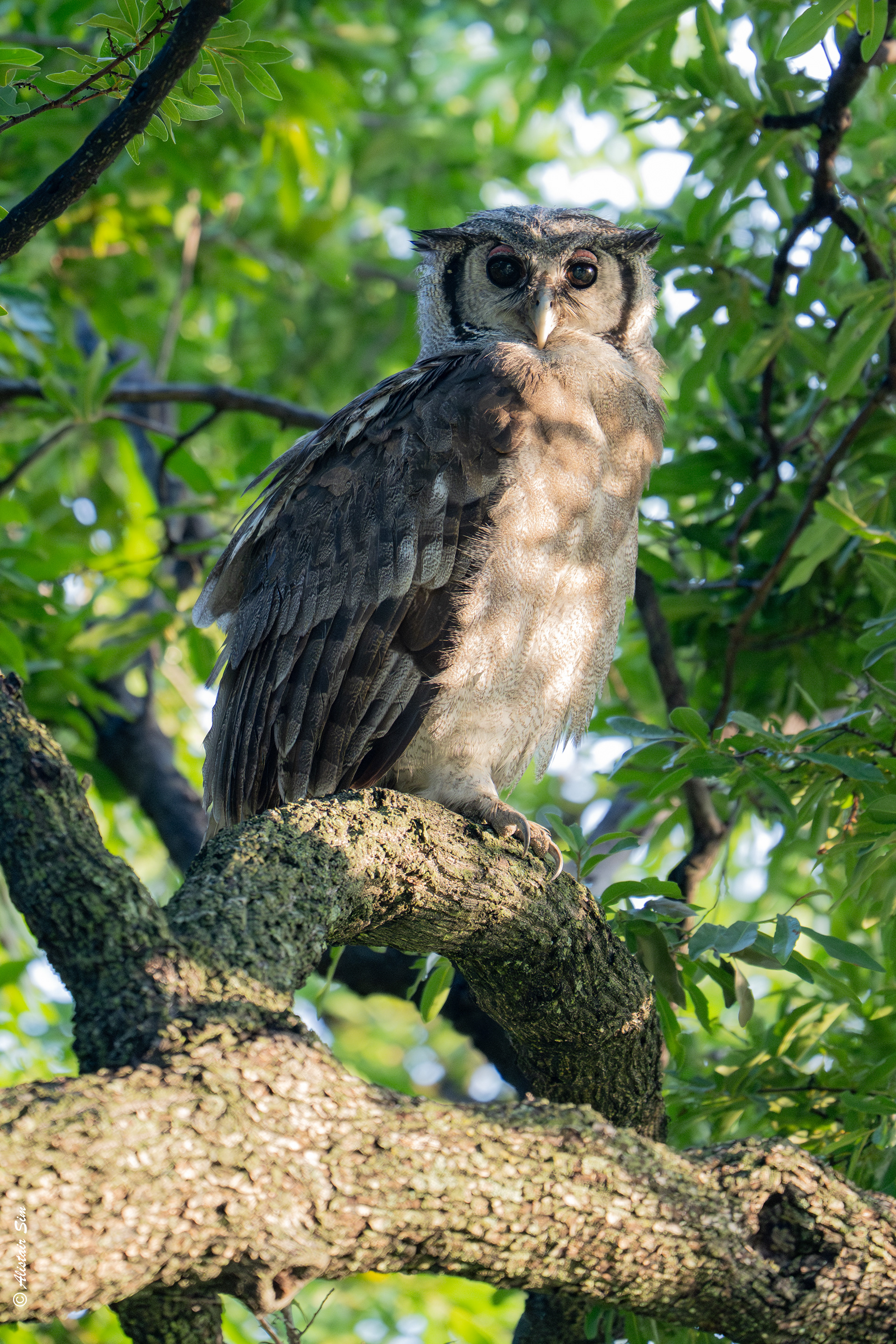 Verreaux's eagle owl