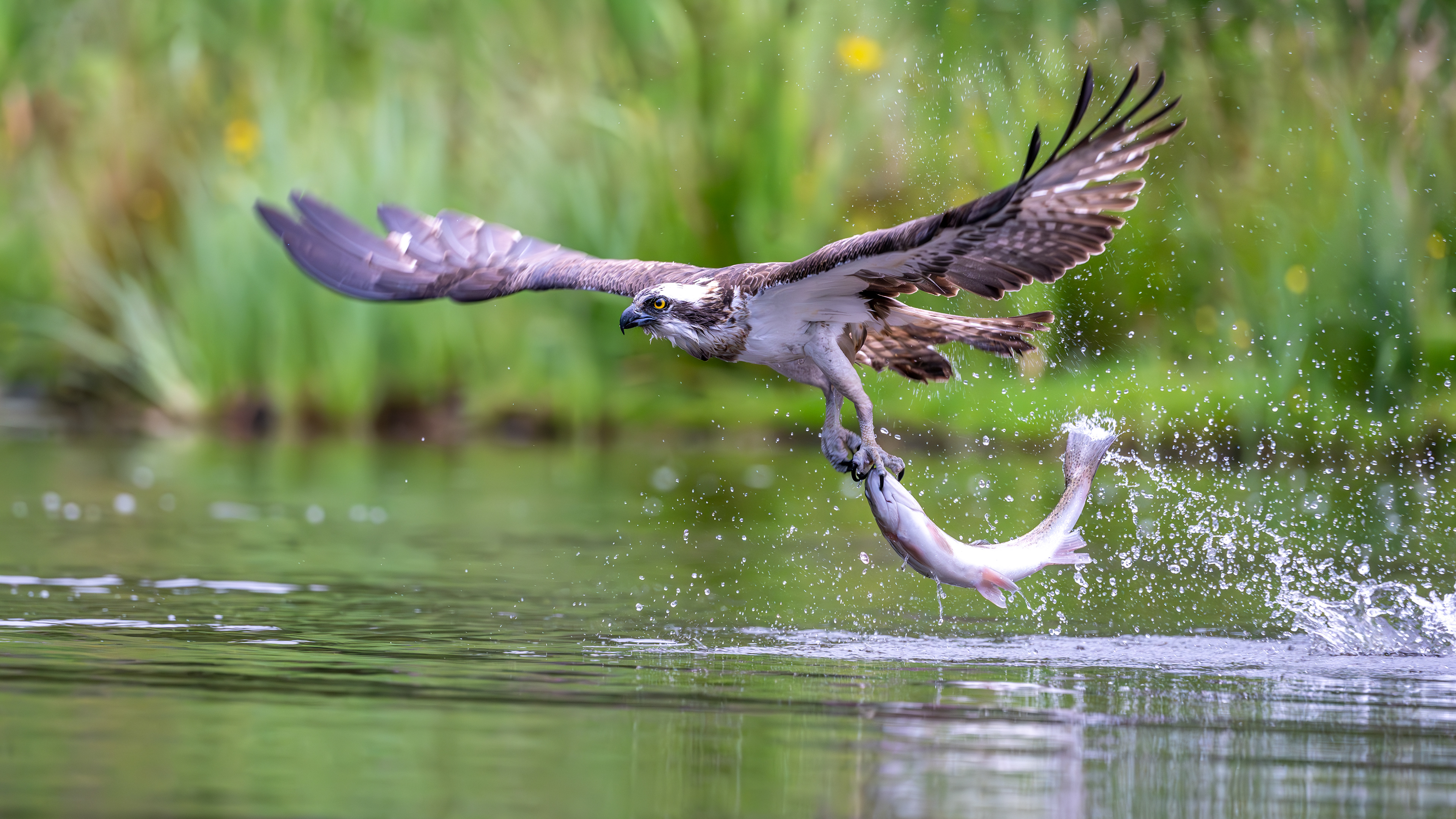 Osprey, Aviemore, Scotland