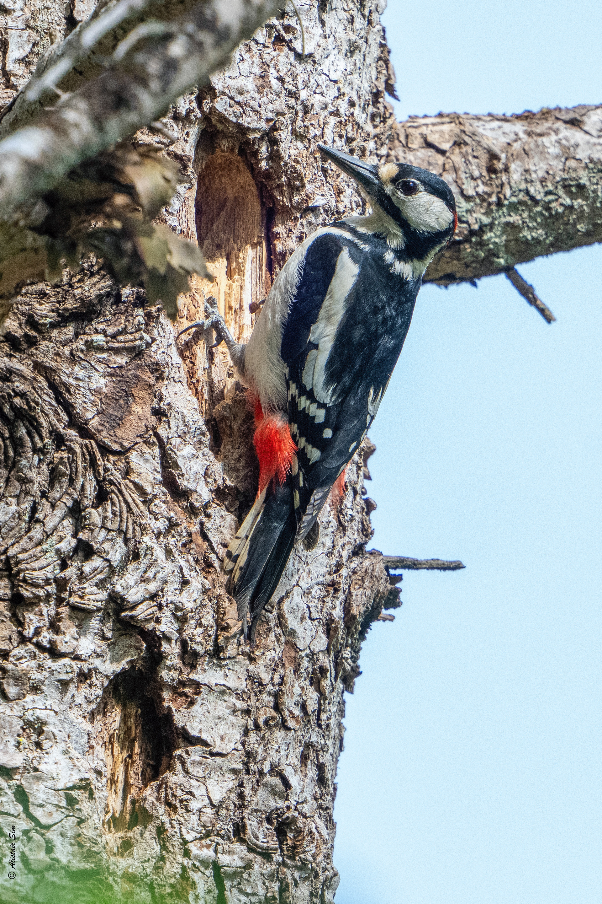 Greater spotted woodpecker / Pic épeiche