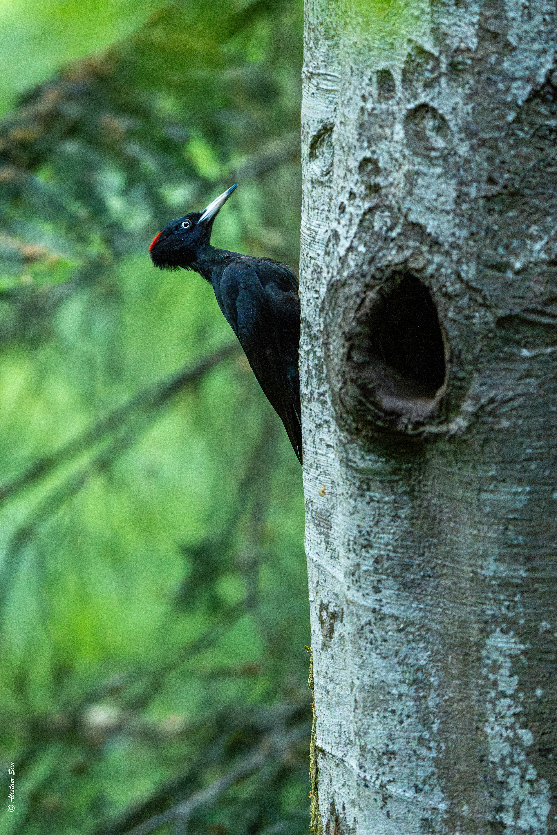 Black woodpecker / Pic noir (f)