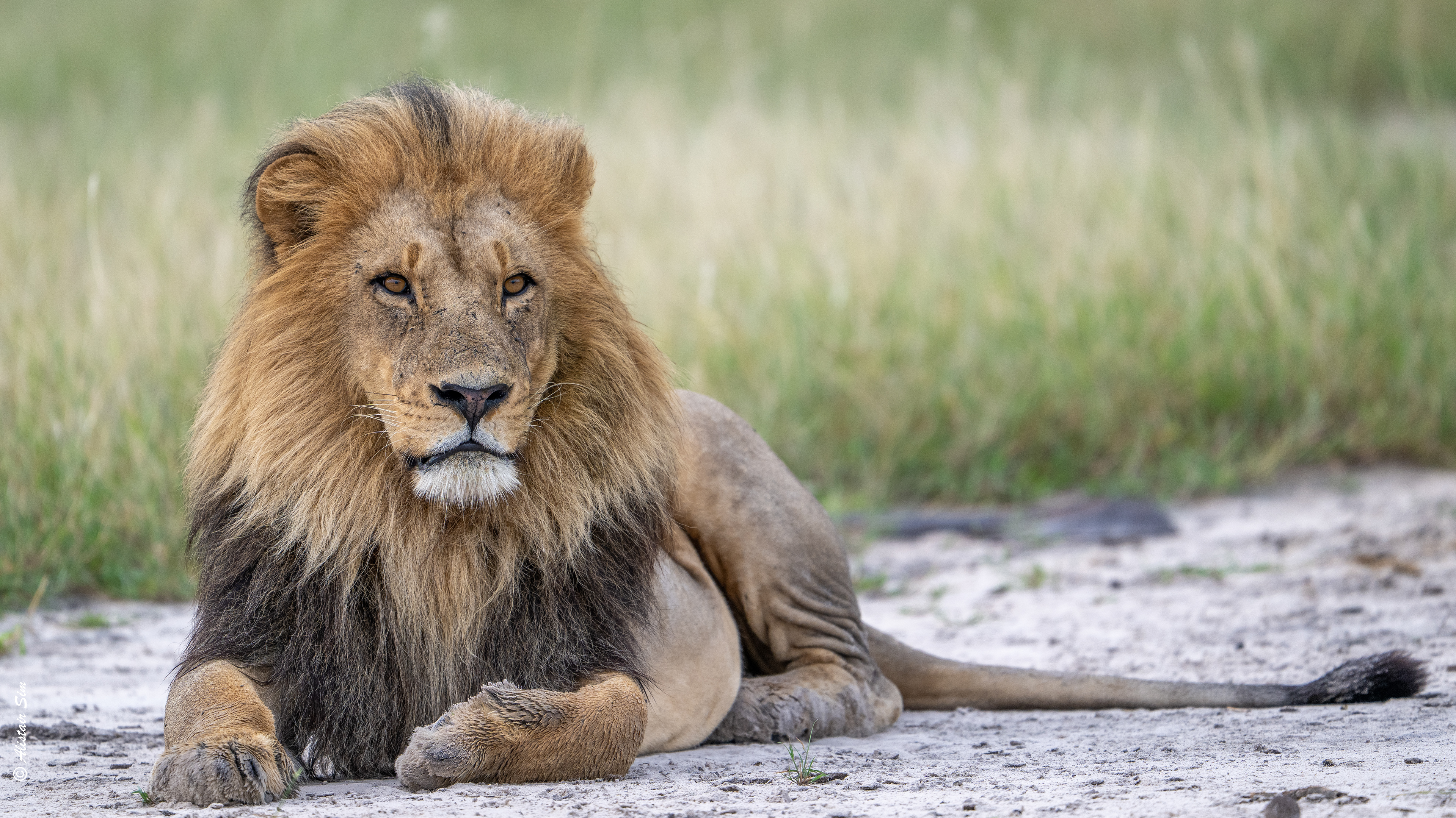 well groomed Lion