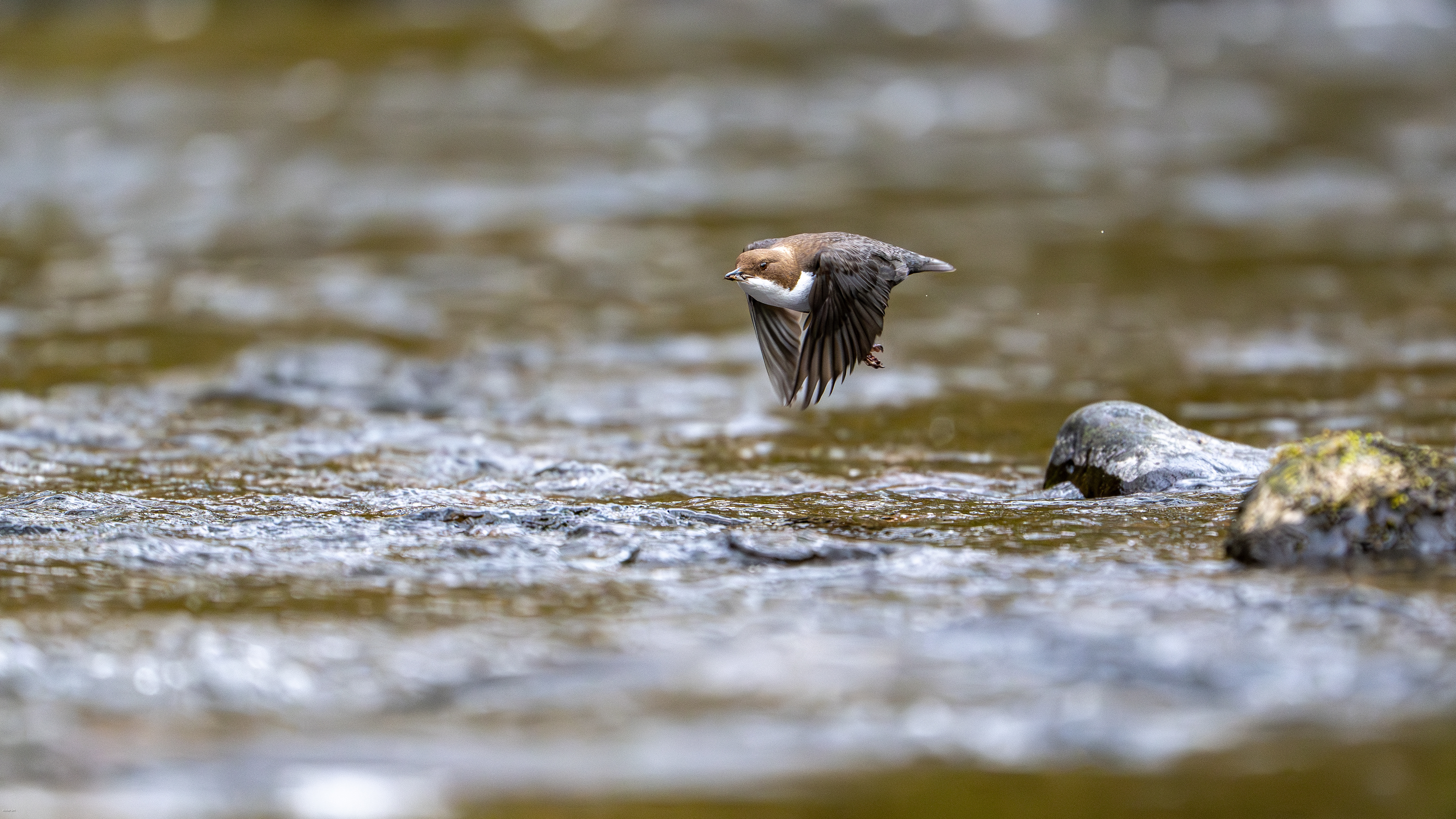 White-throated Dipper, Chalaux