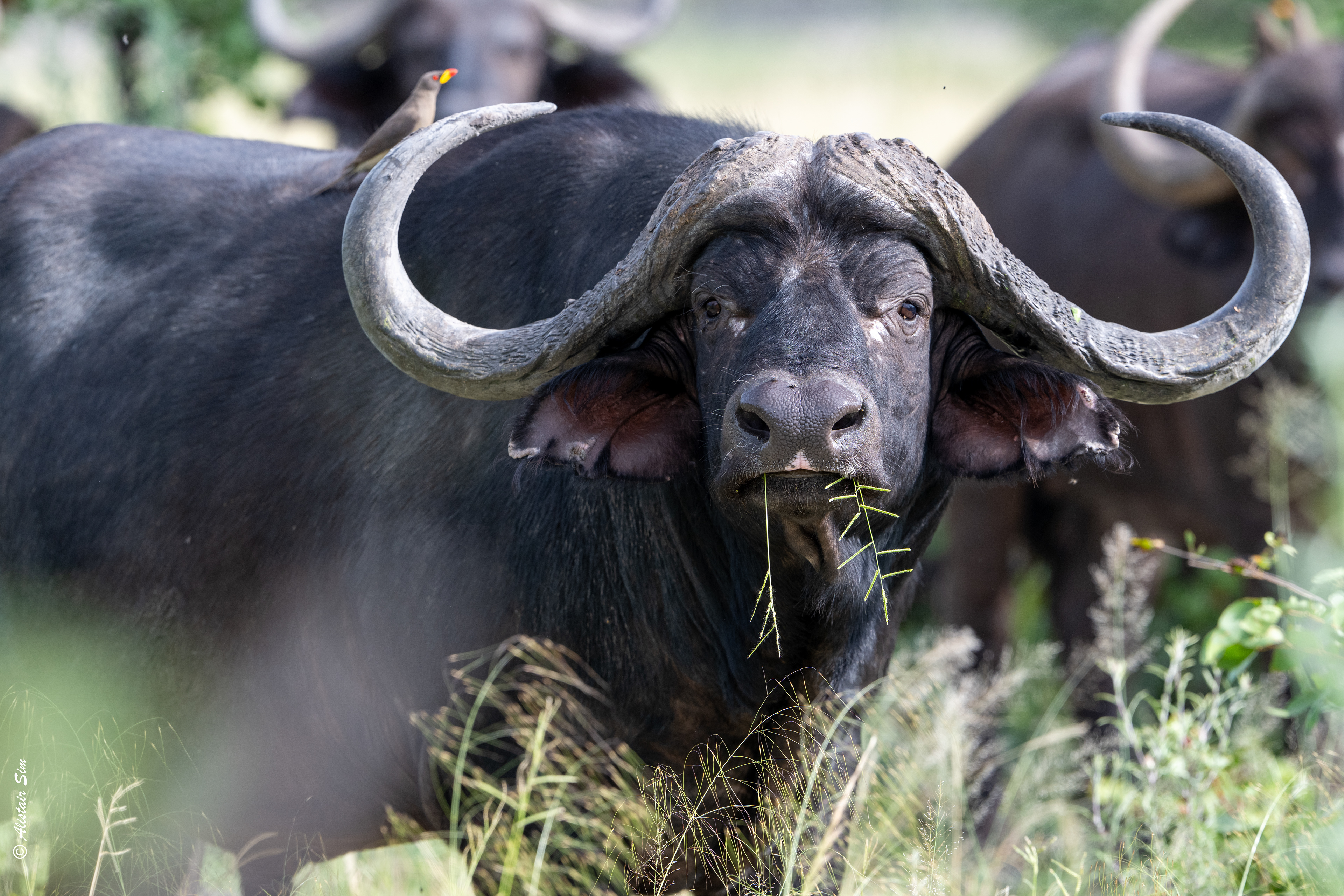 Cape Buffalo